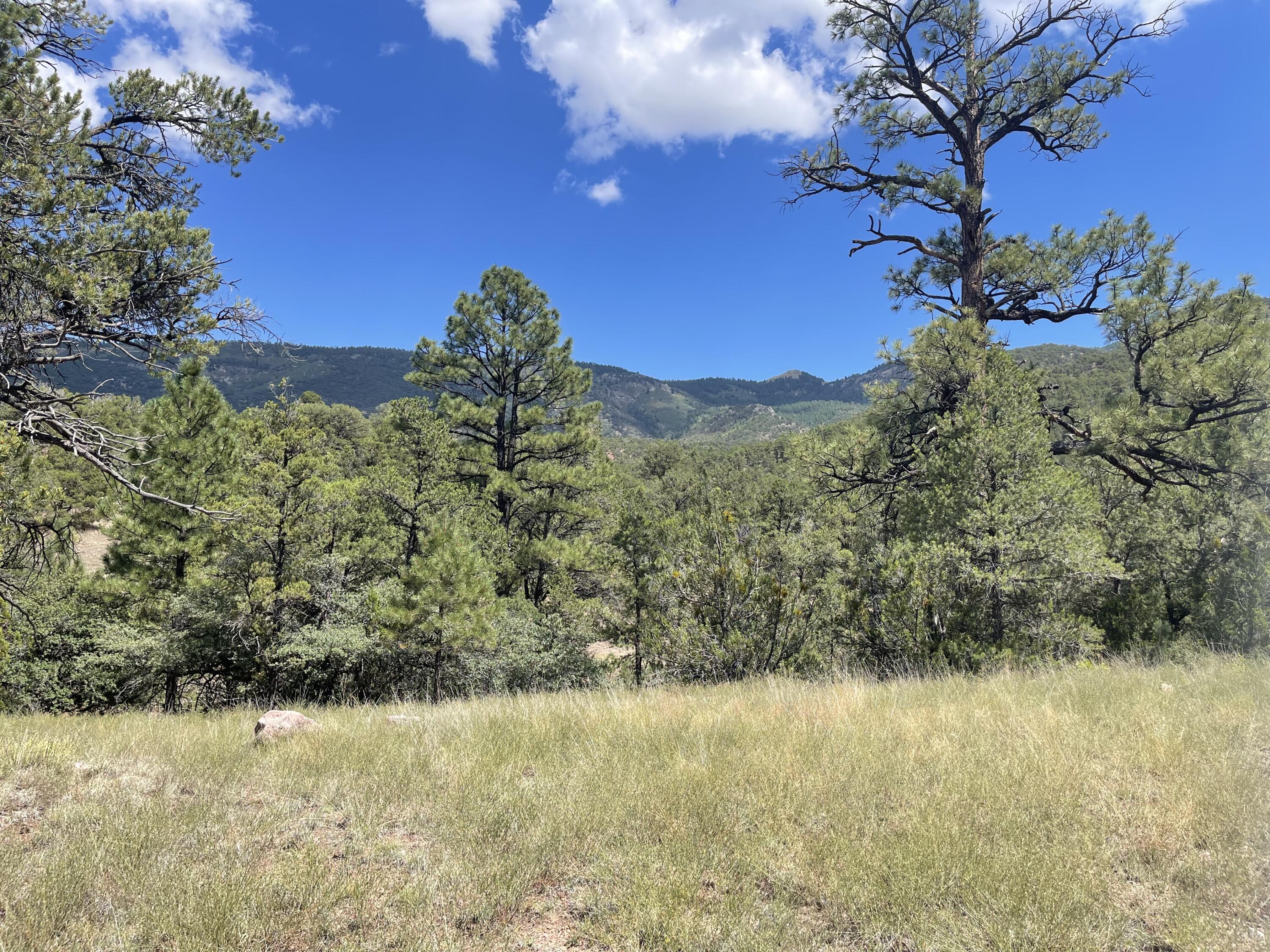 Upper Patterson Canyon