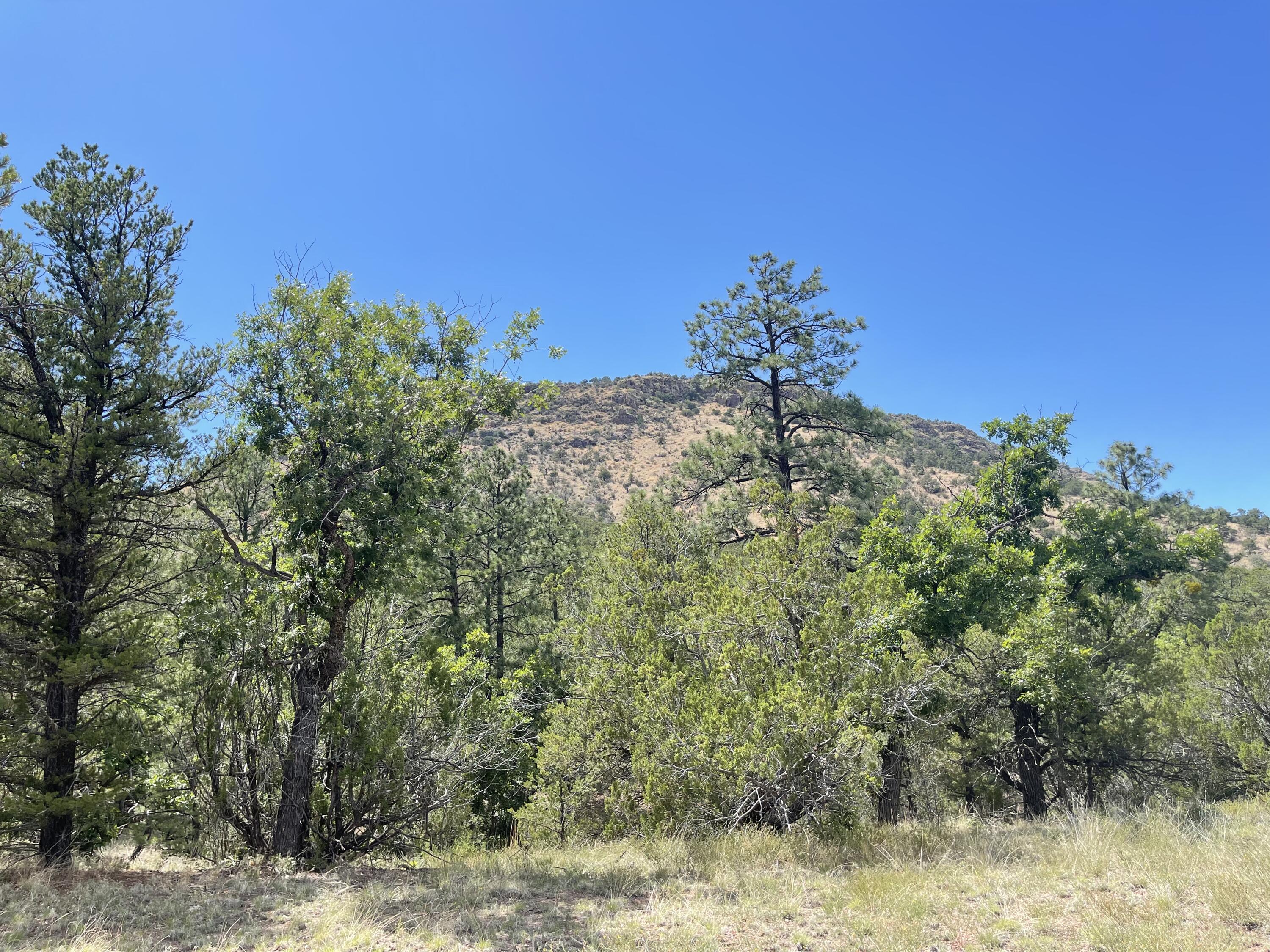 Upper Patterson Canyon