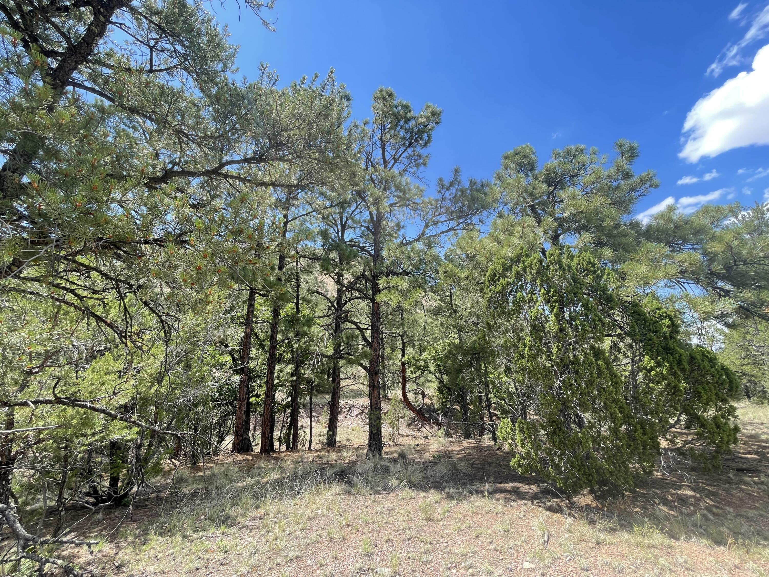 Upper Patterson Canyon