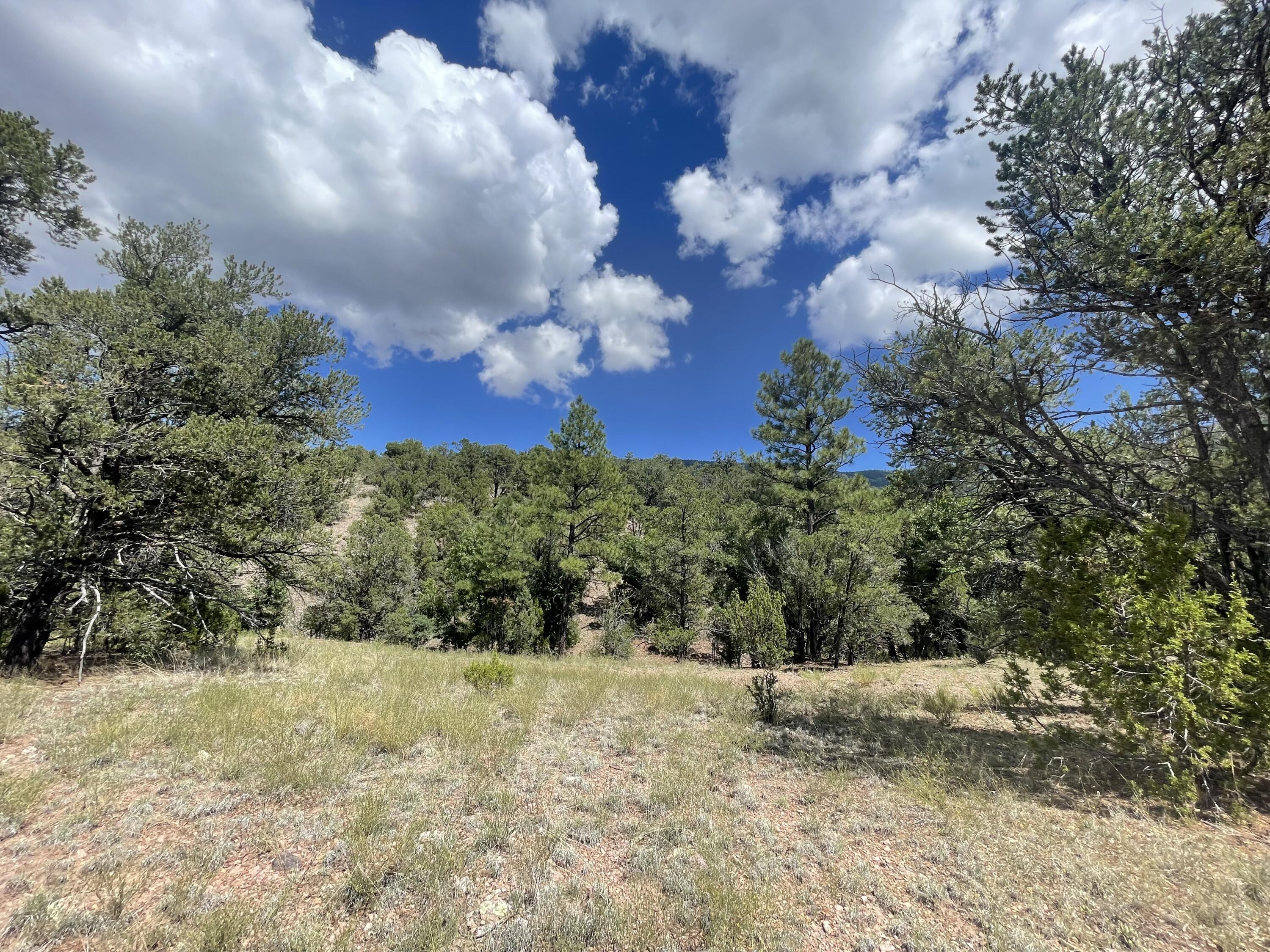 Upper Patterson Canyon