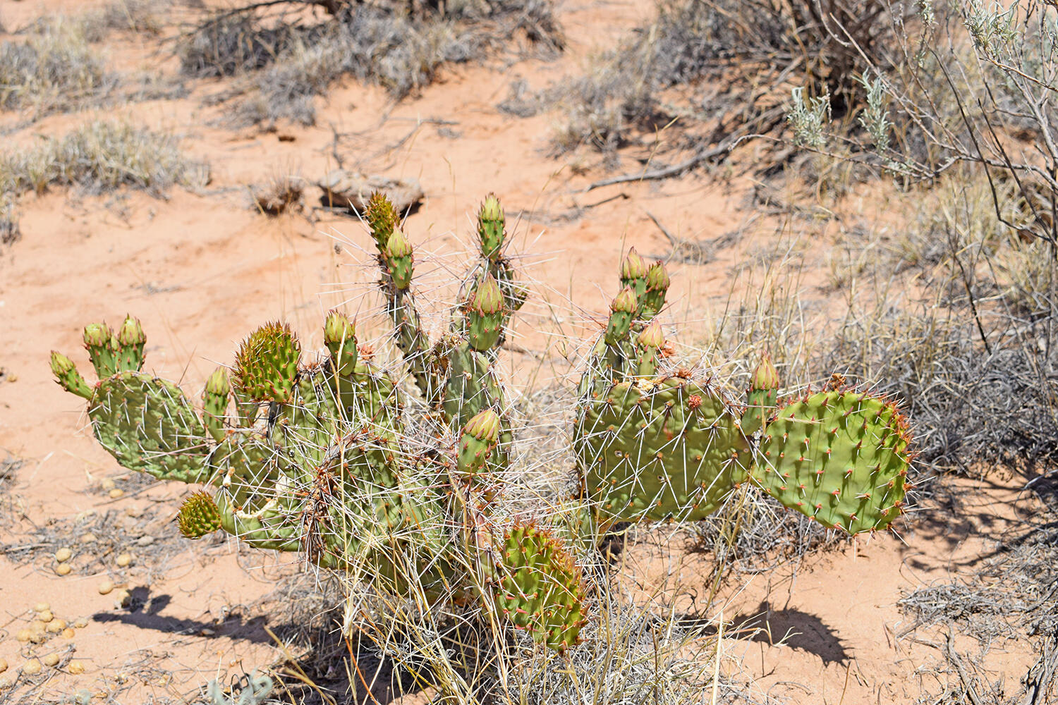 Lot 23 Rio Grande Estates U