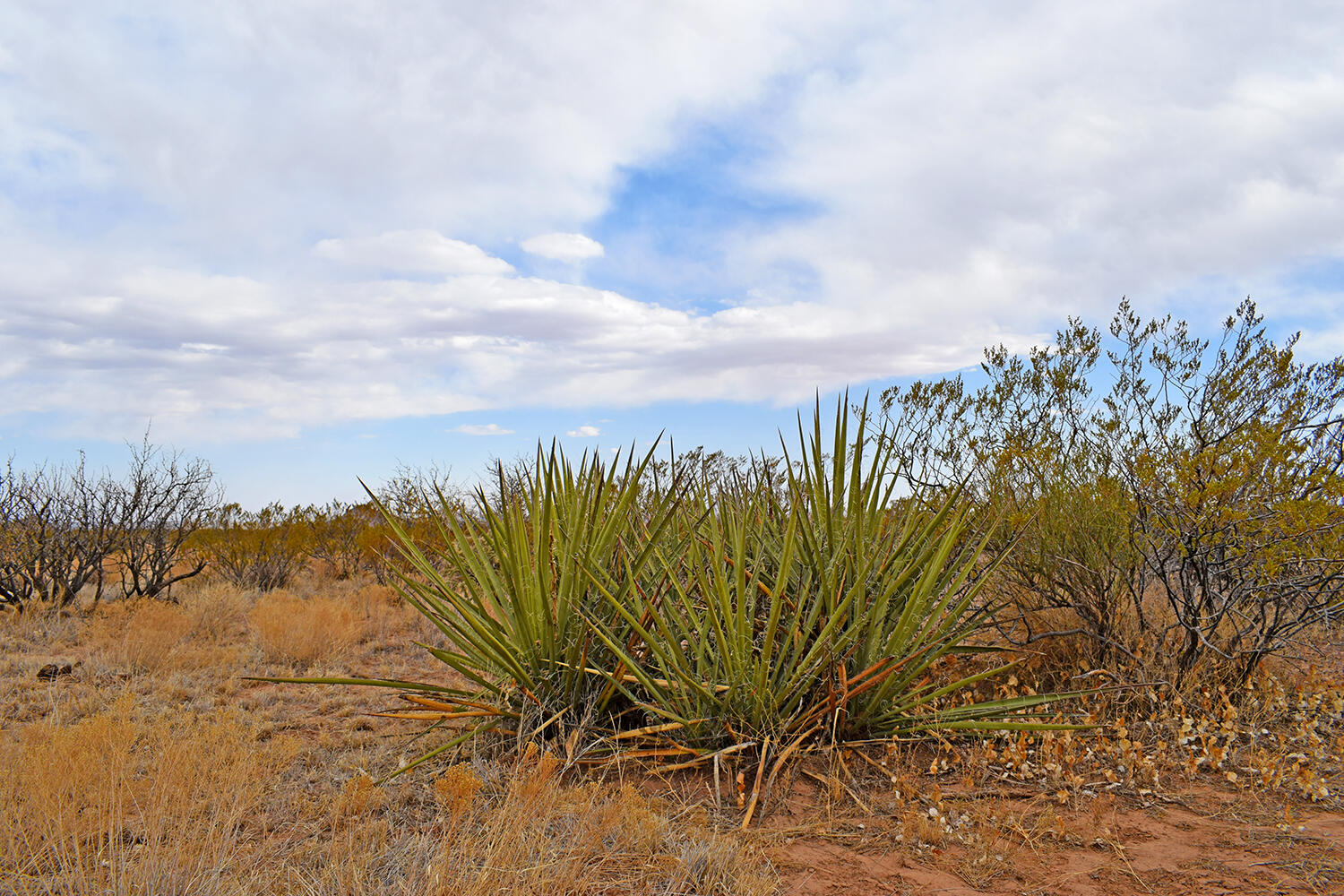 Lot 5 Bosque Trail