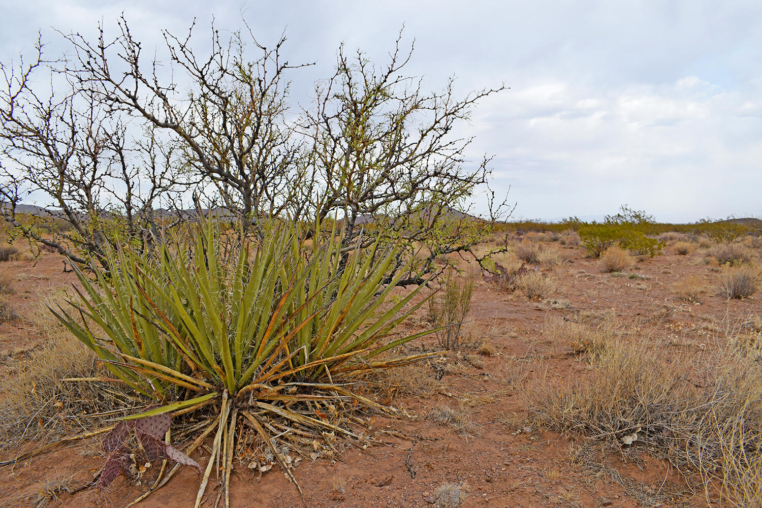 Lot 73 Bosque Trail