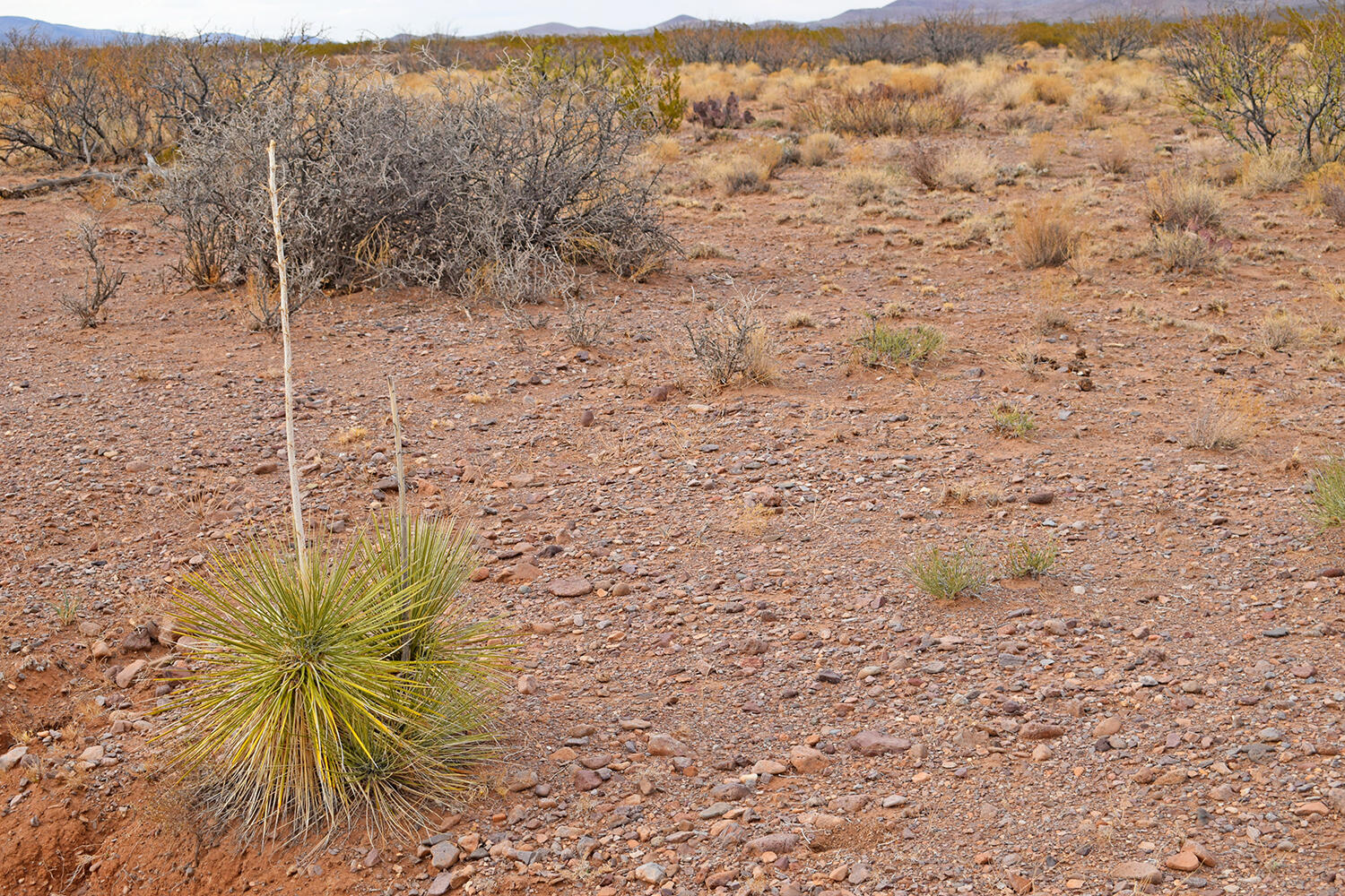 Lot 73 Bosque Trail