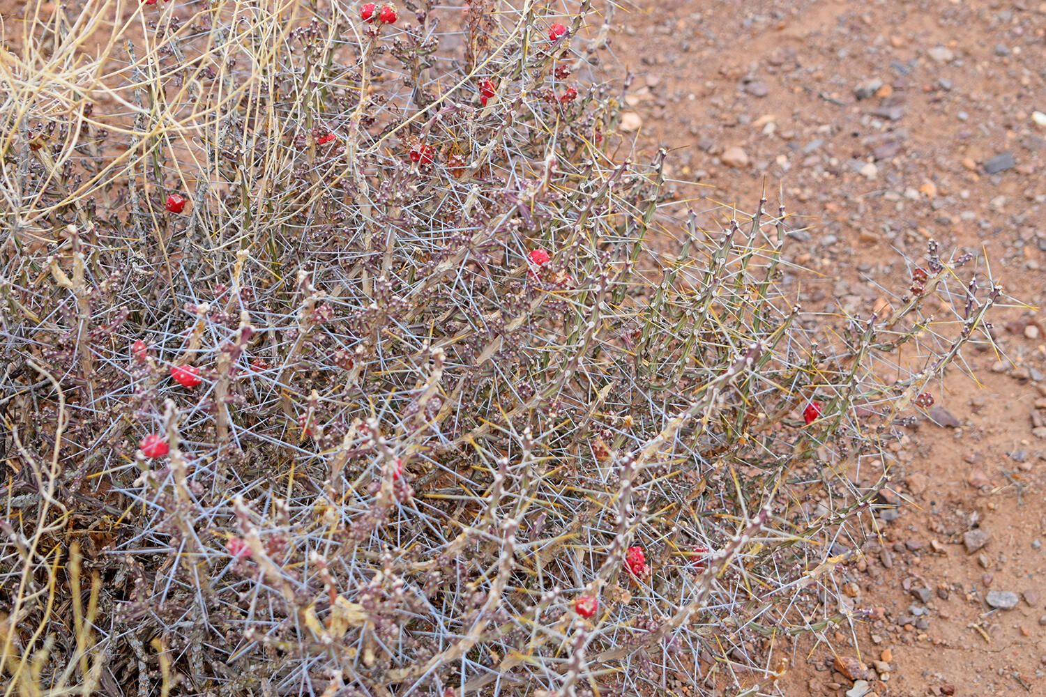 Lot 73 Bosque Trail