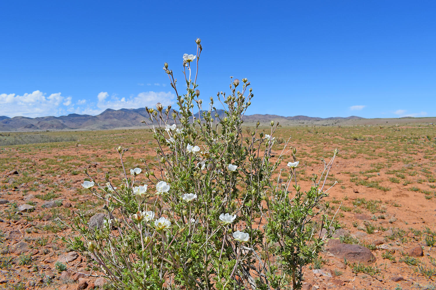 Lot 141 Desert Highlands Road
