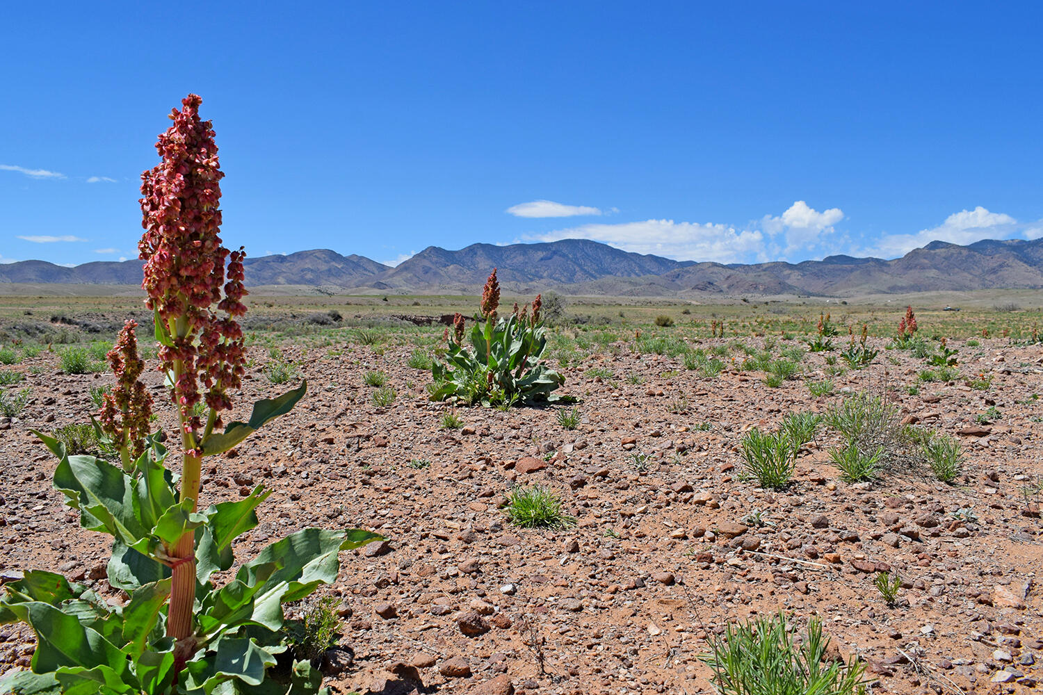 Lot 141 Desert Highlands Road
