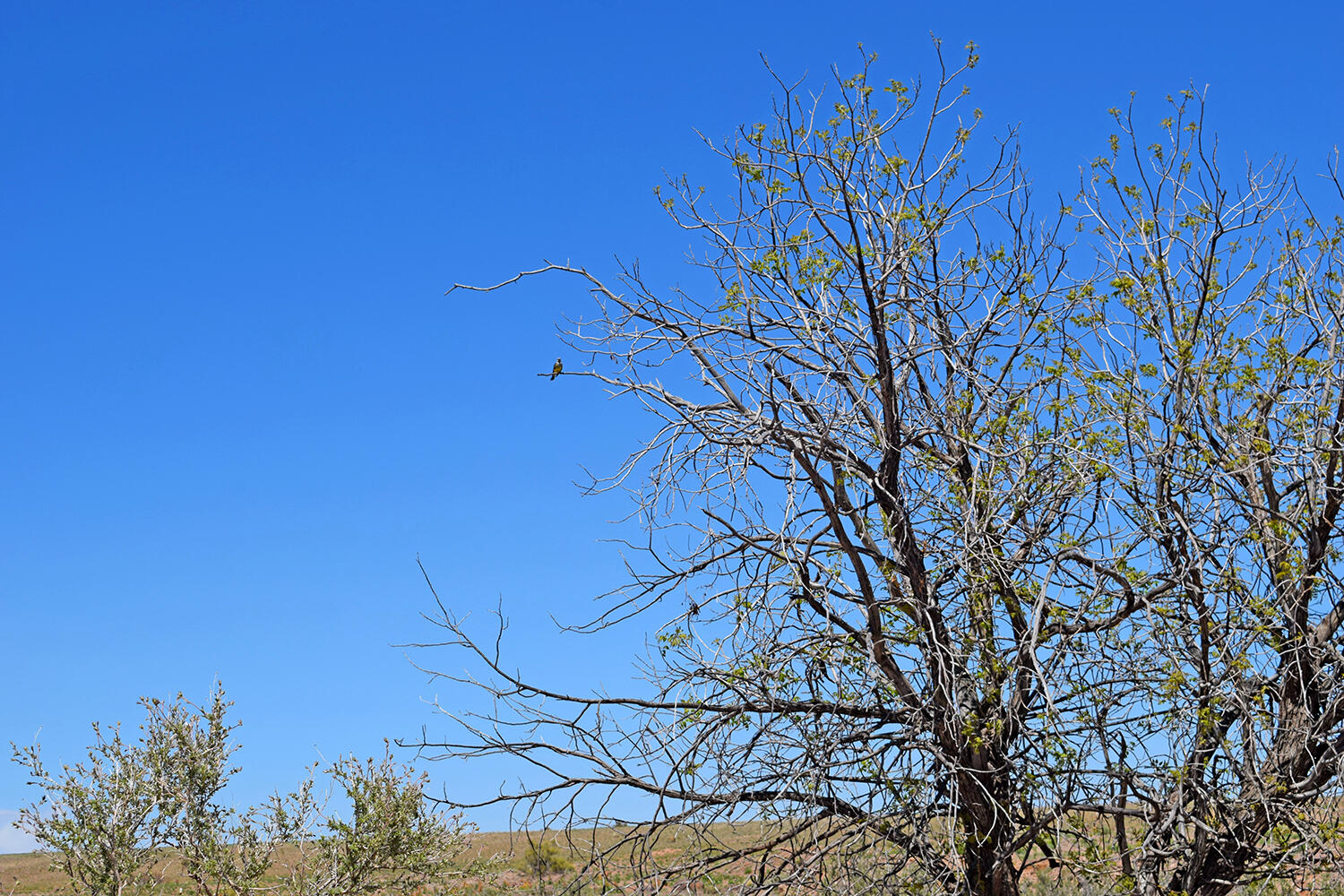 Lot 141 Desert Highlands Road