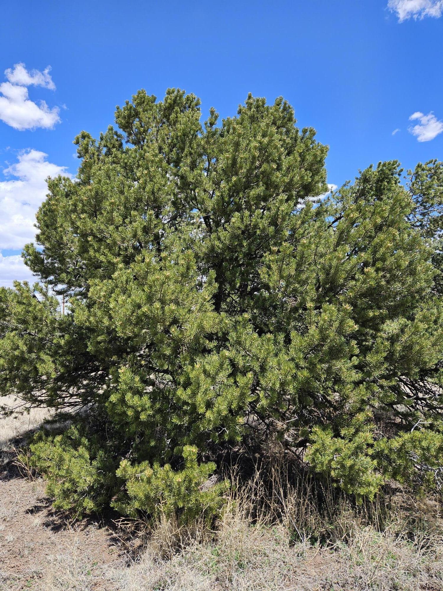00 Tee Pee Trail