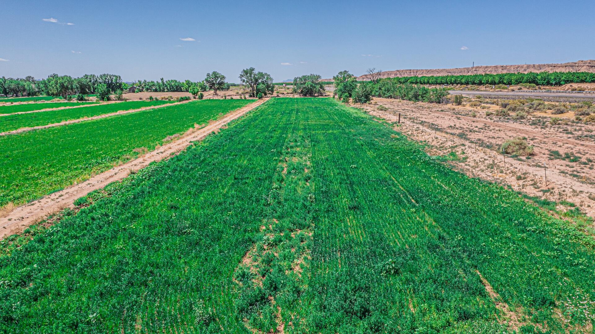 16 Olive Terrace Road