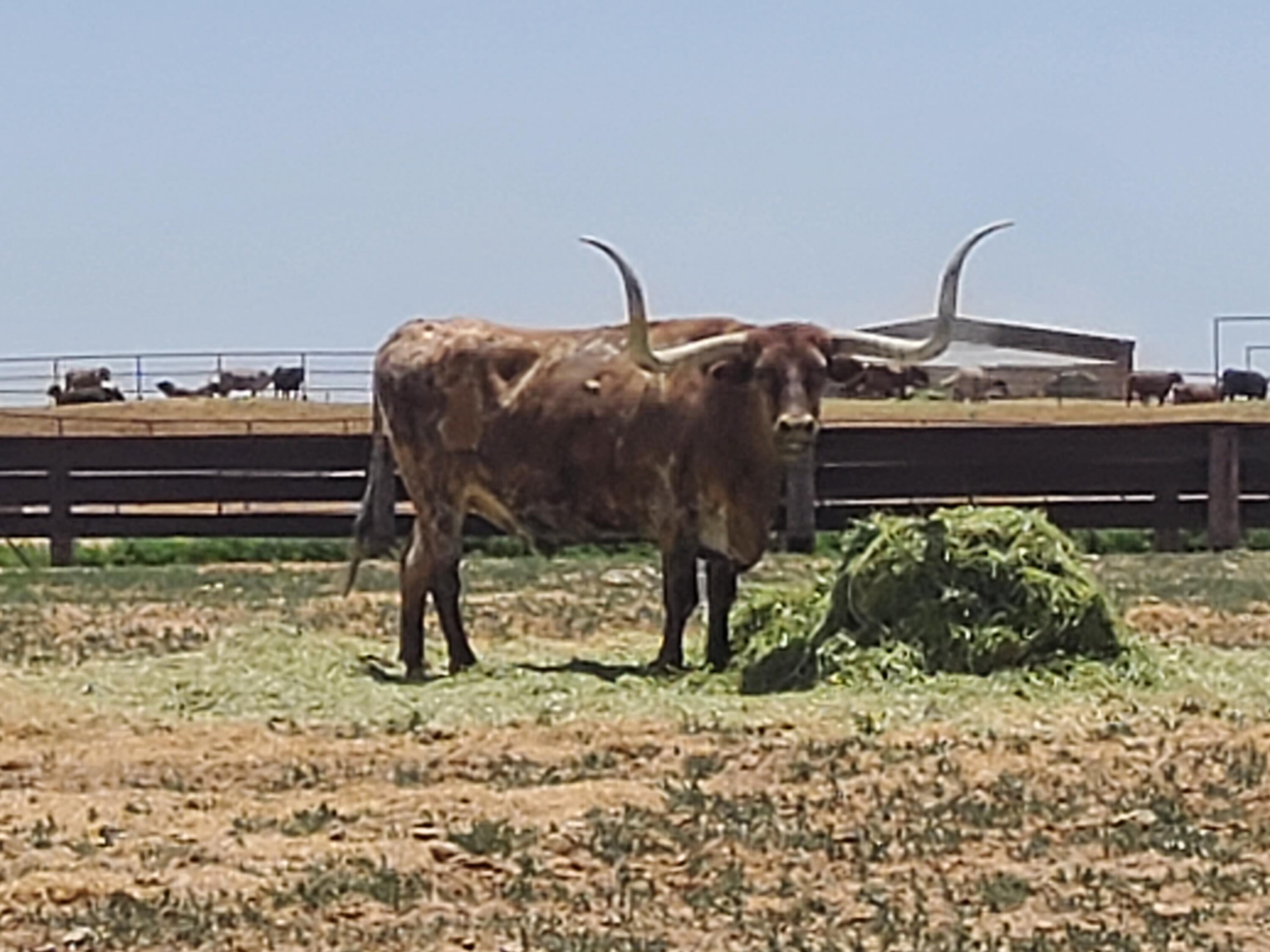 Conejo