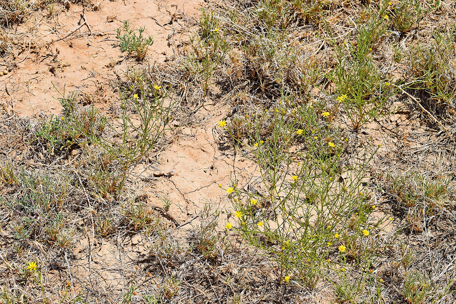 Lot 105 Rancho Rio Grande 16e