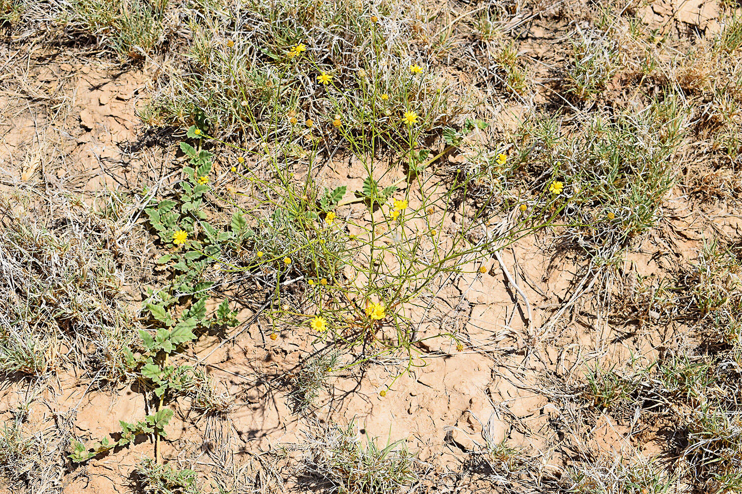 Lot 105 Rancho Rio Grande 16e