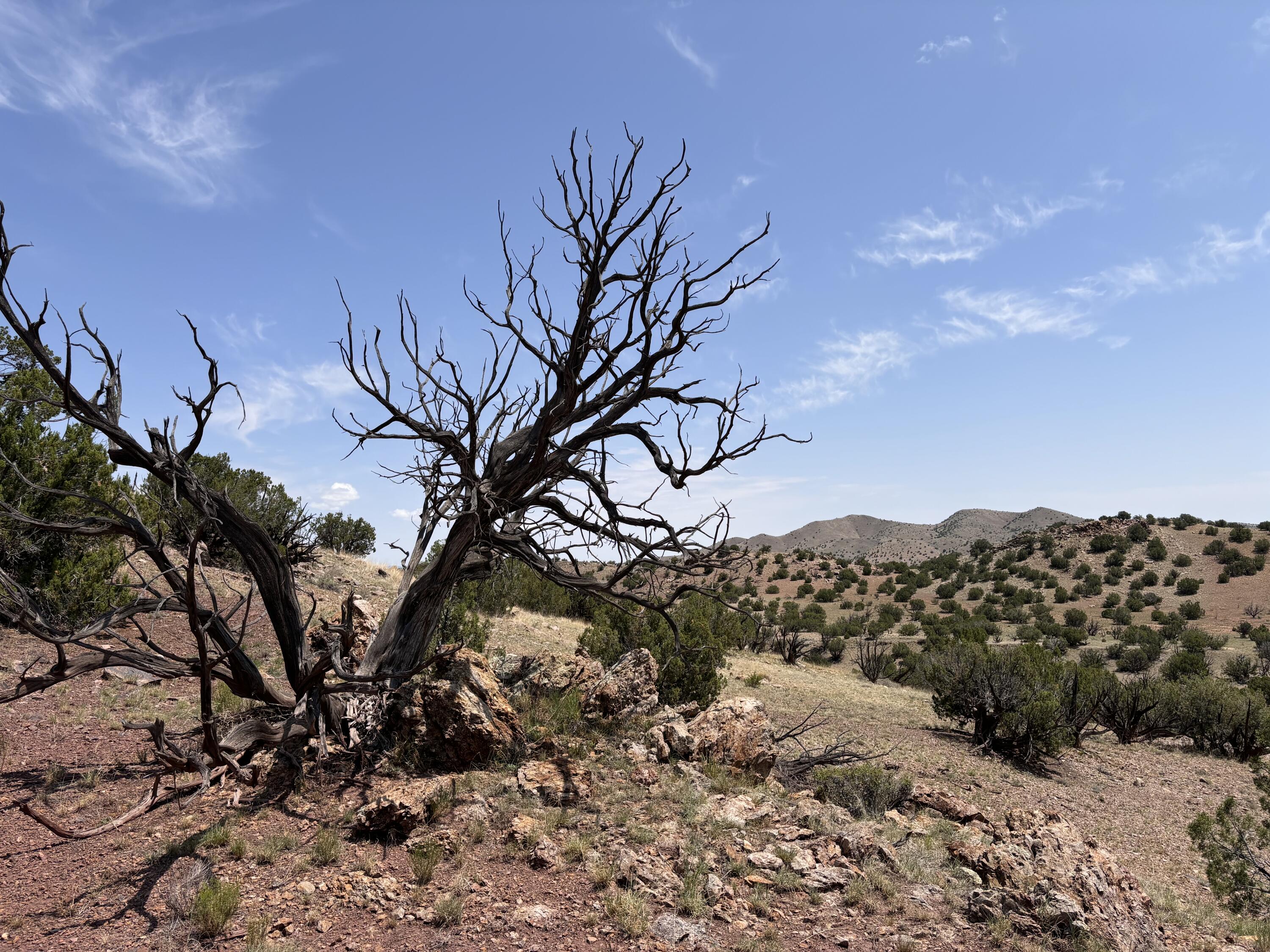 Lot 13 Abbe Springs Ranches