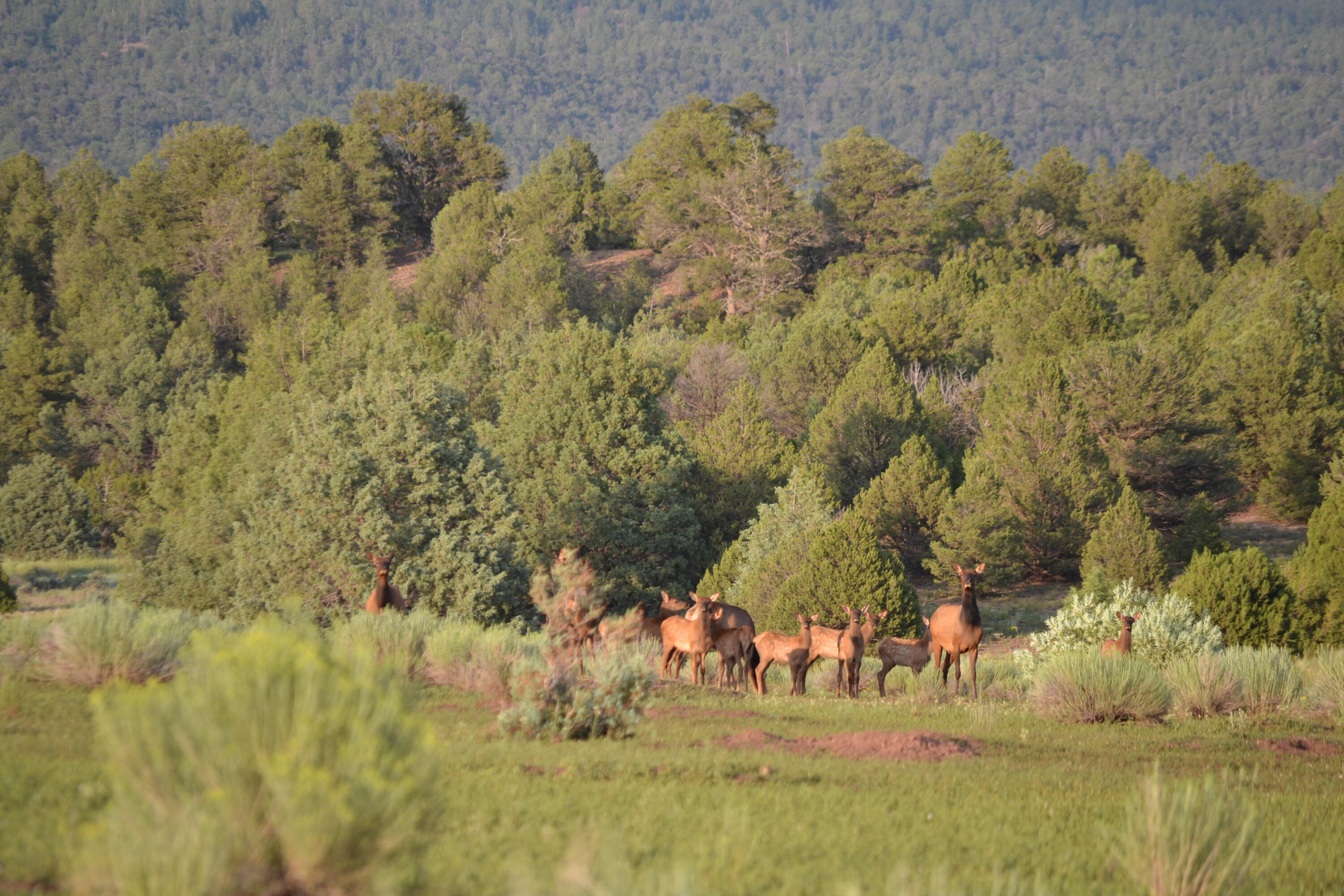 Timberlake Ranch