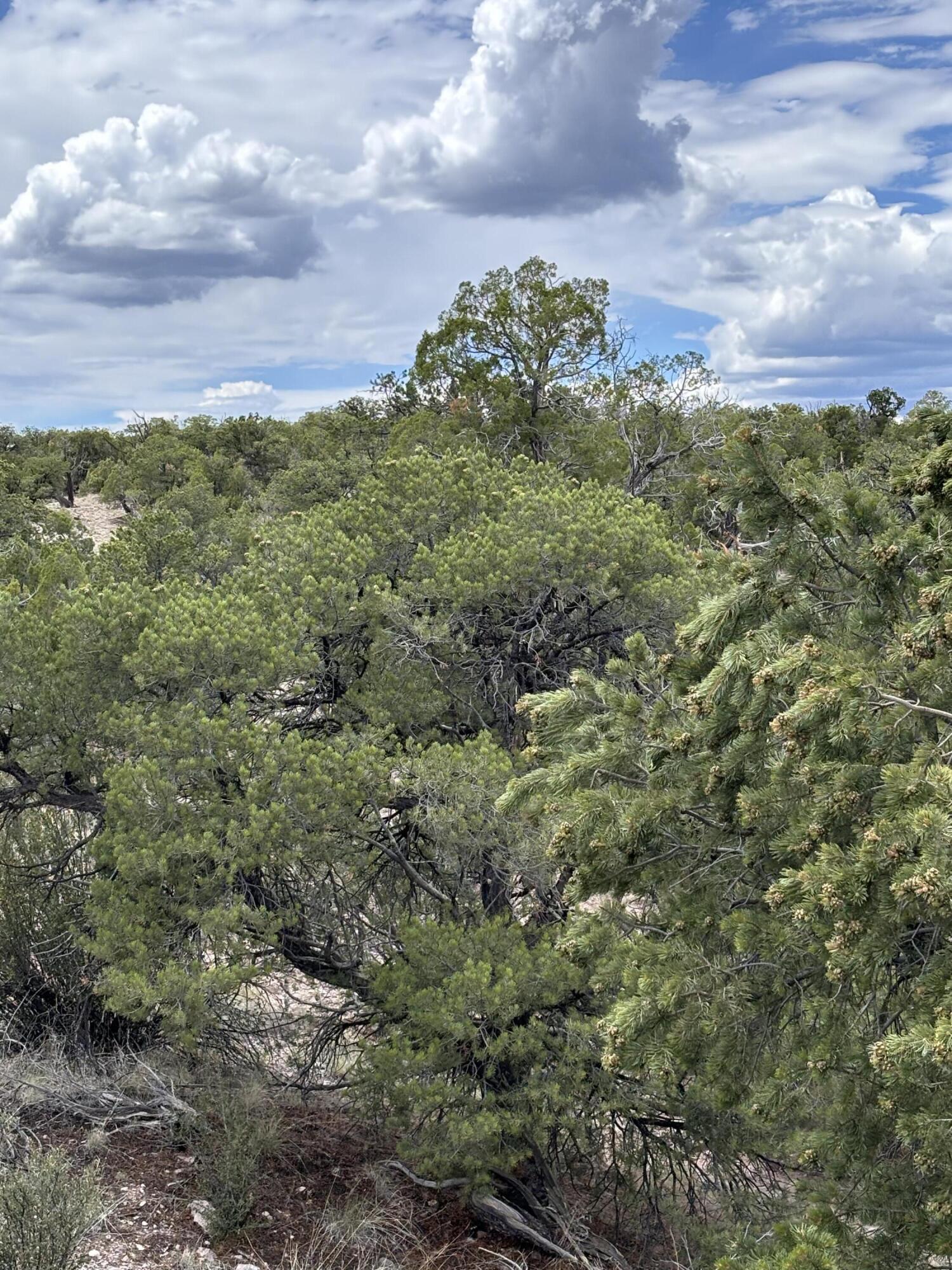 Lot 79 Abbe Springs