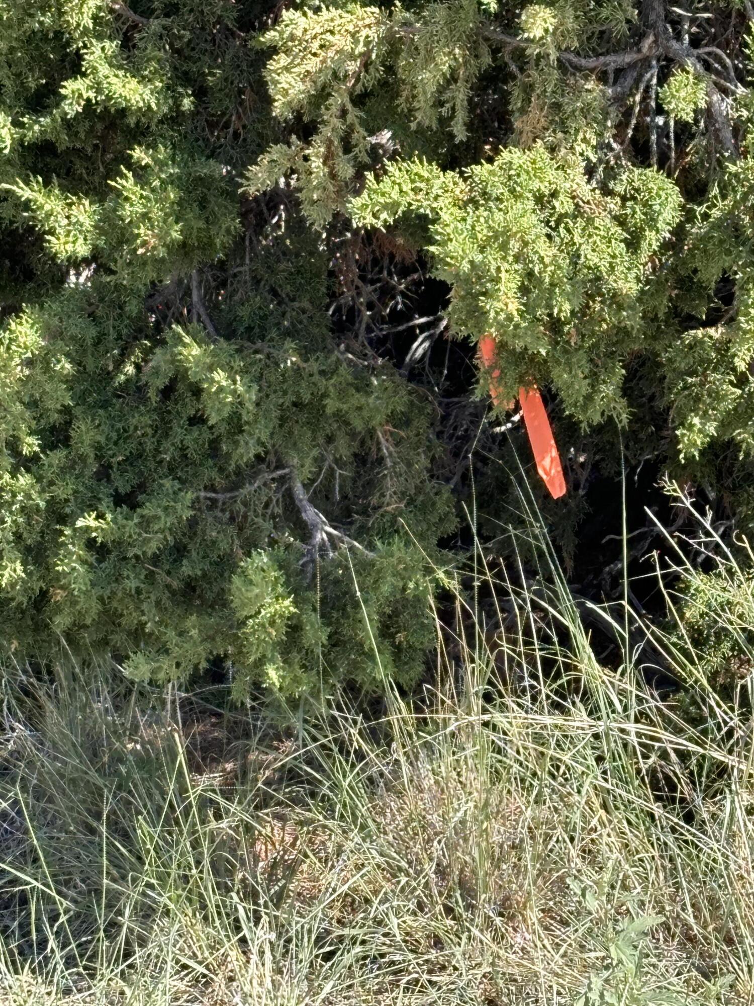 Lot 43 Pinon Springs Ranches