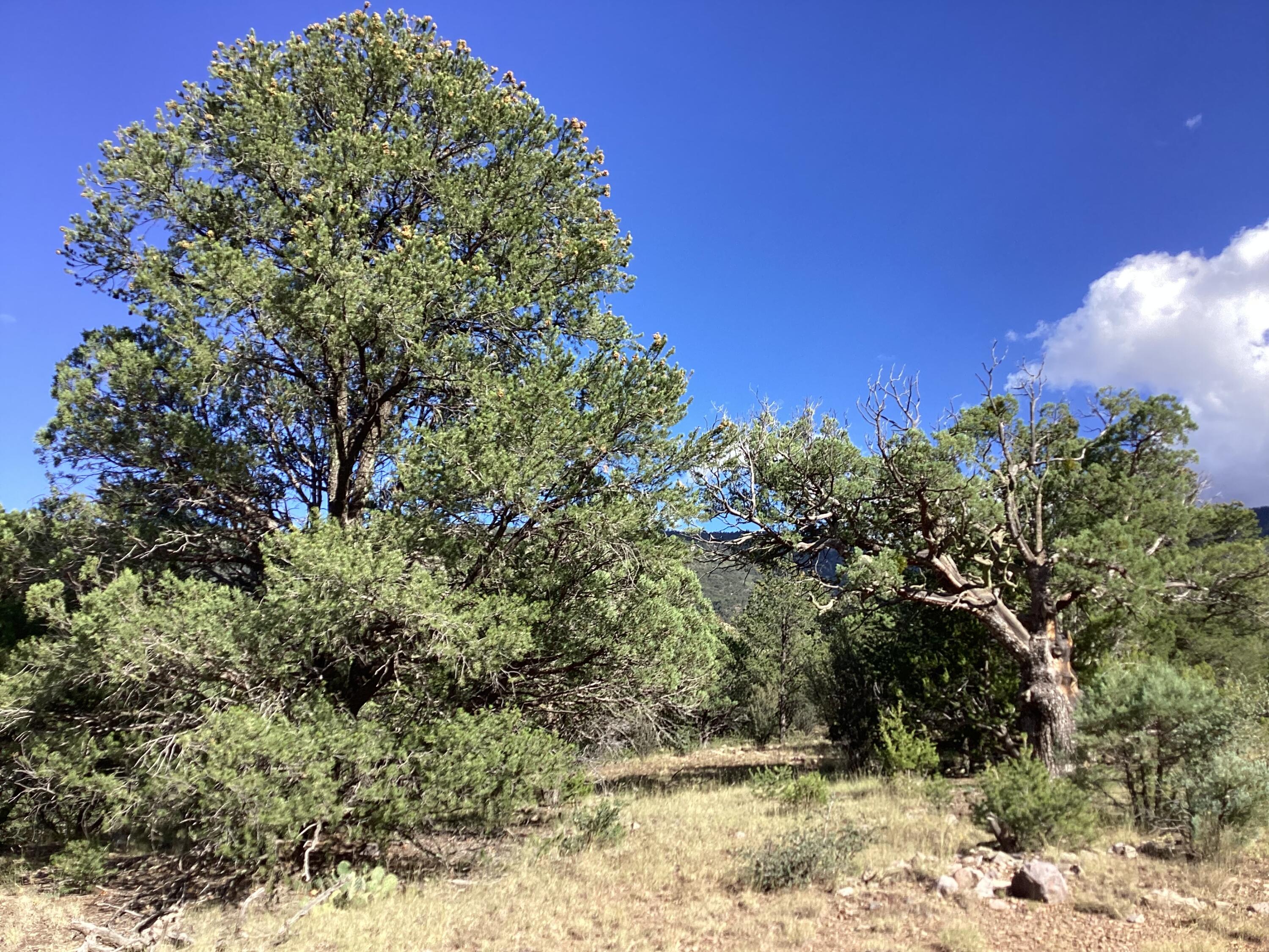 19.81 AC LOWER PATTERSON CANYON