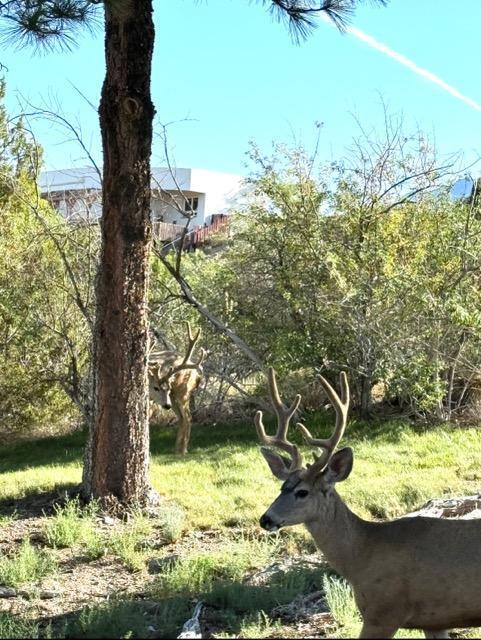 13328 LODESTONE Trail SE