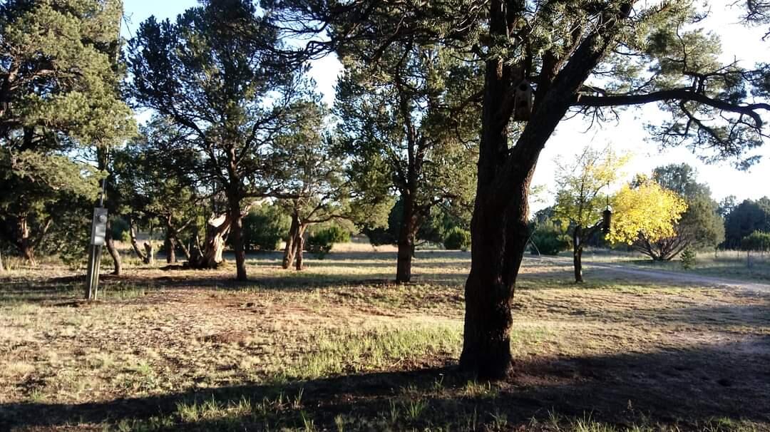 33 HOLLI Loop