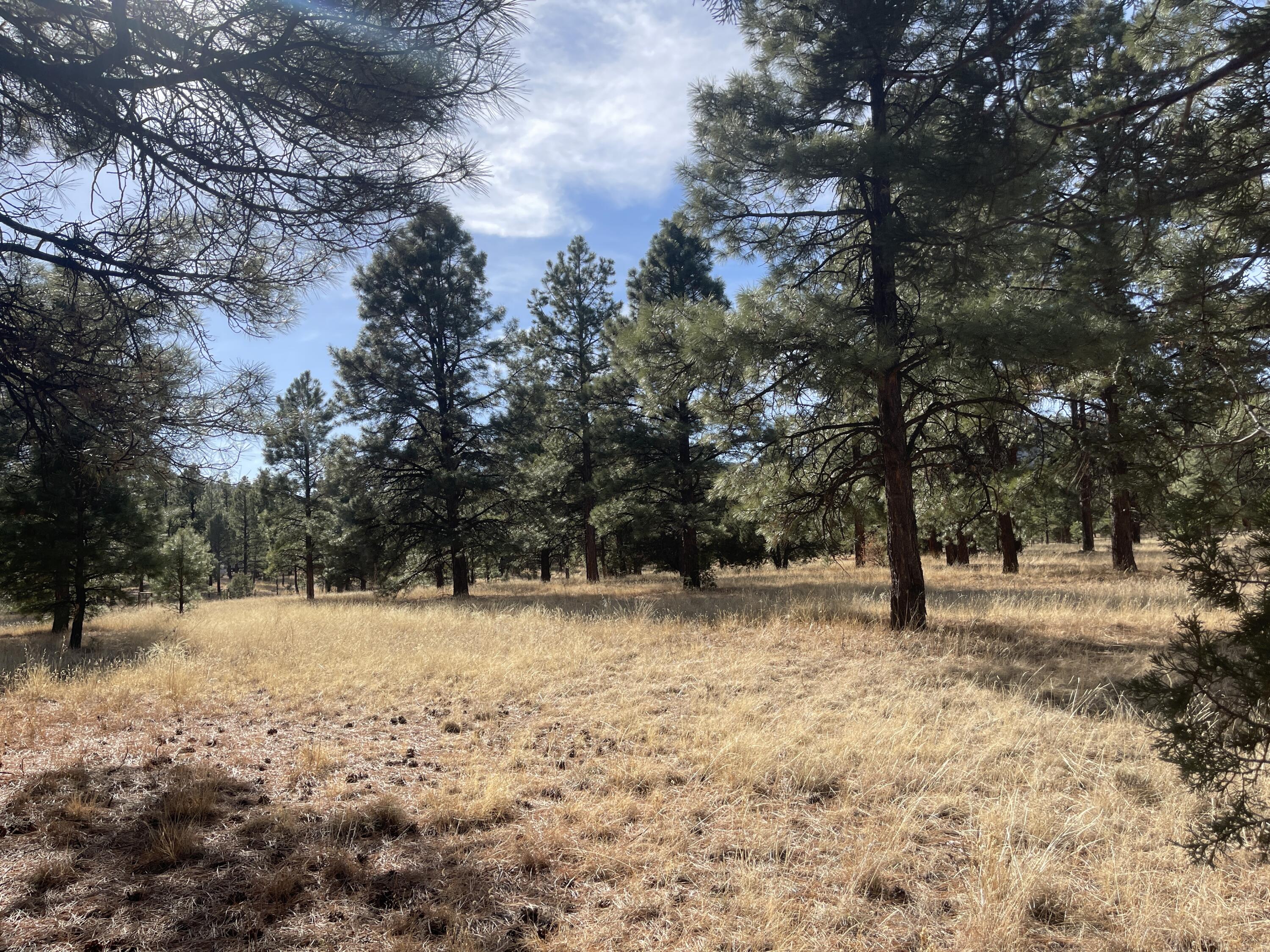98 Elk Springs Loop
