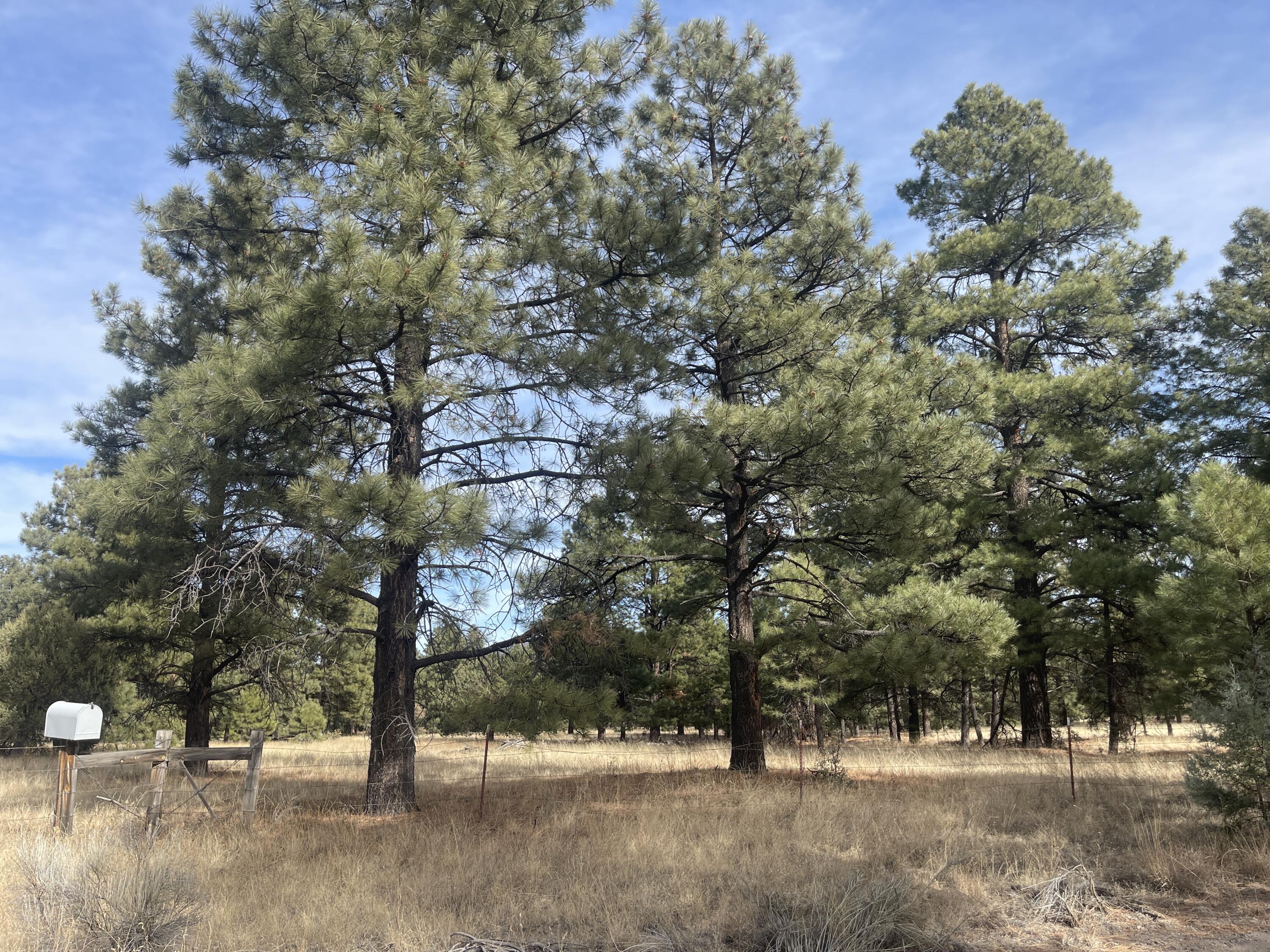 98 Elk Springs Loop