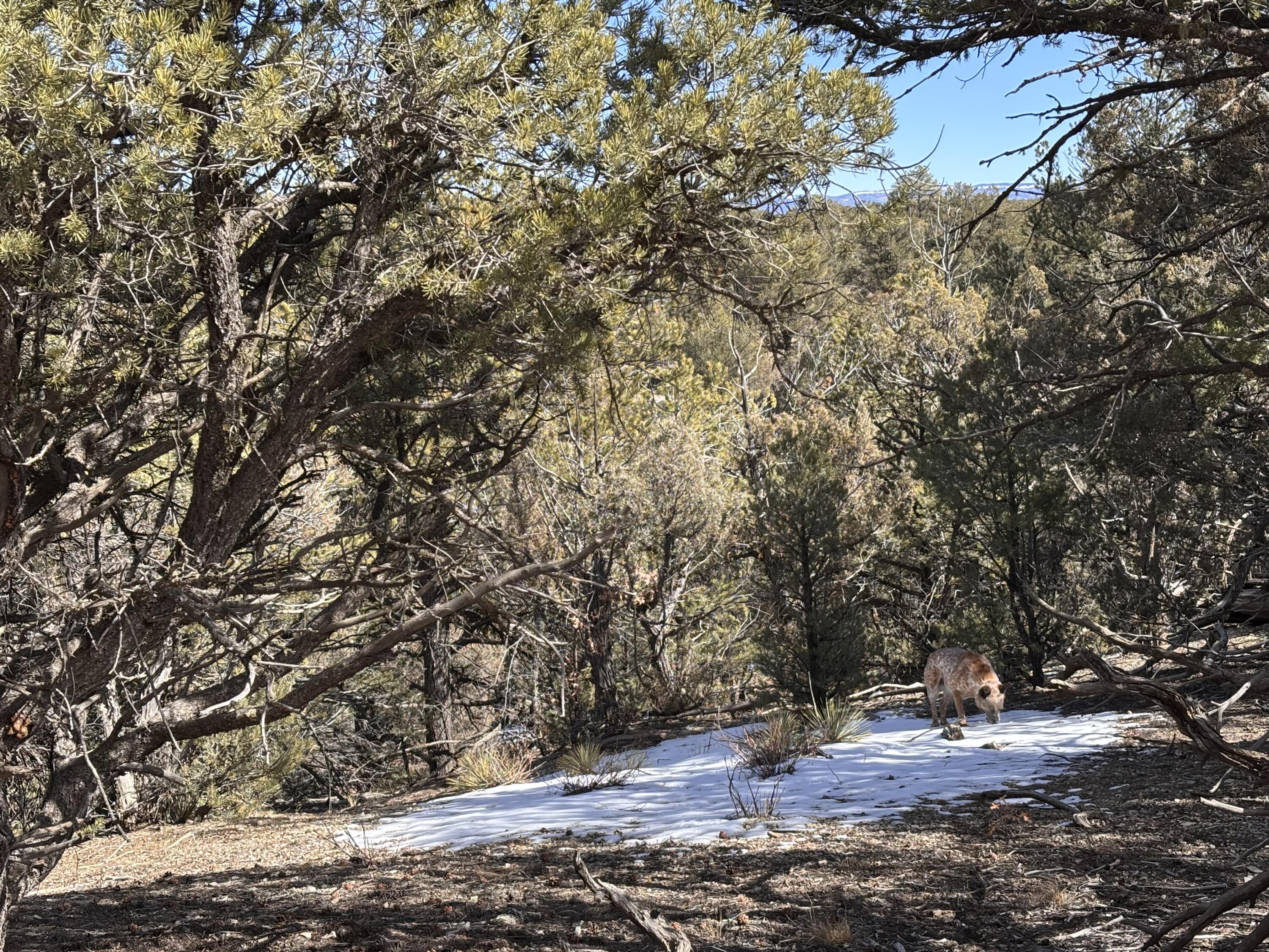 Unit 1 Tract 117 El Vado Lake Subd.