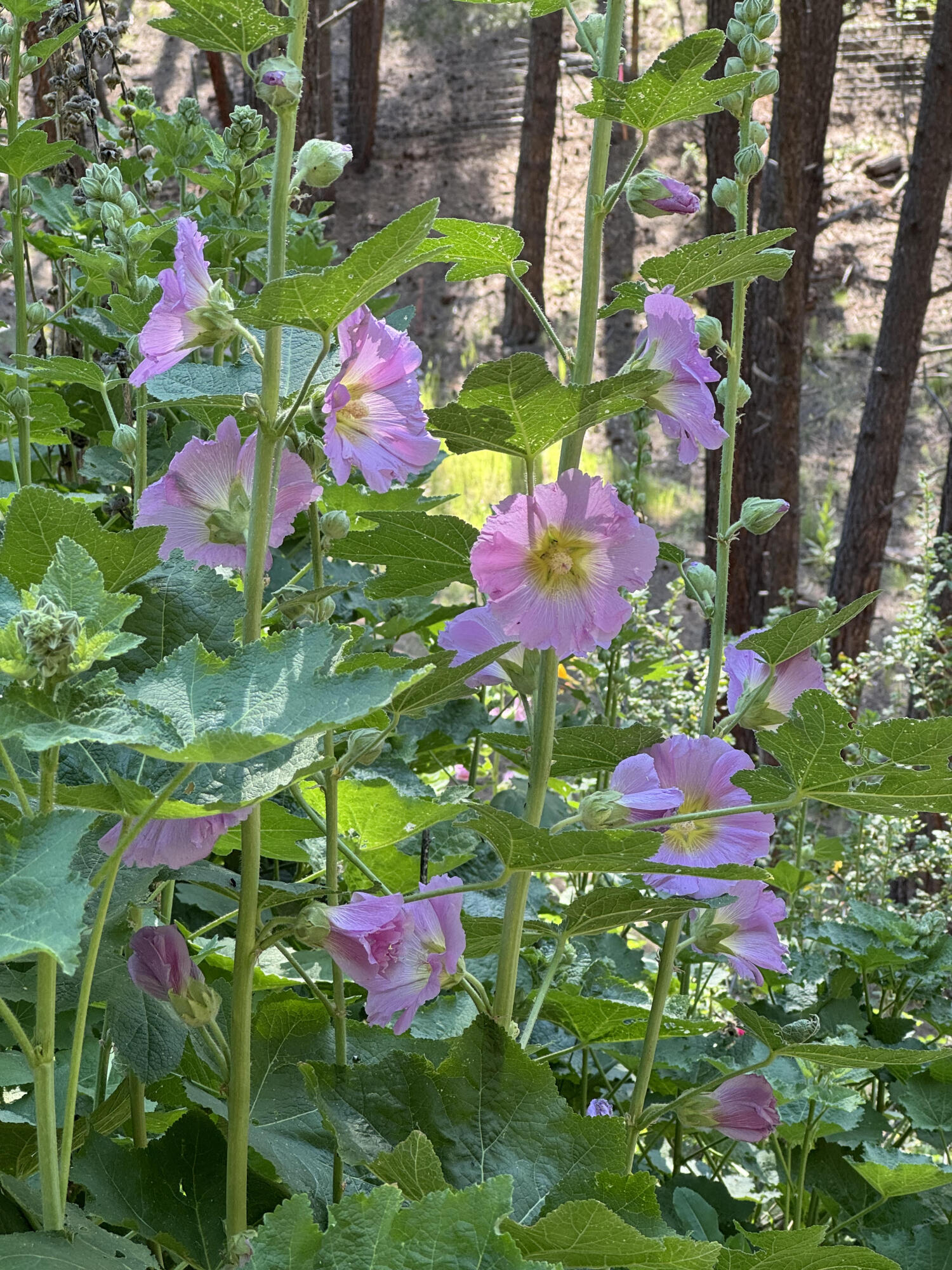 47 CORYPHODON Lane
