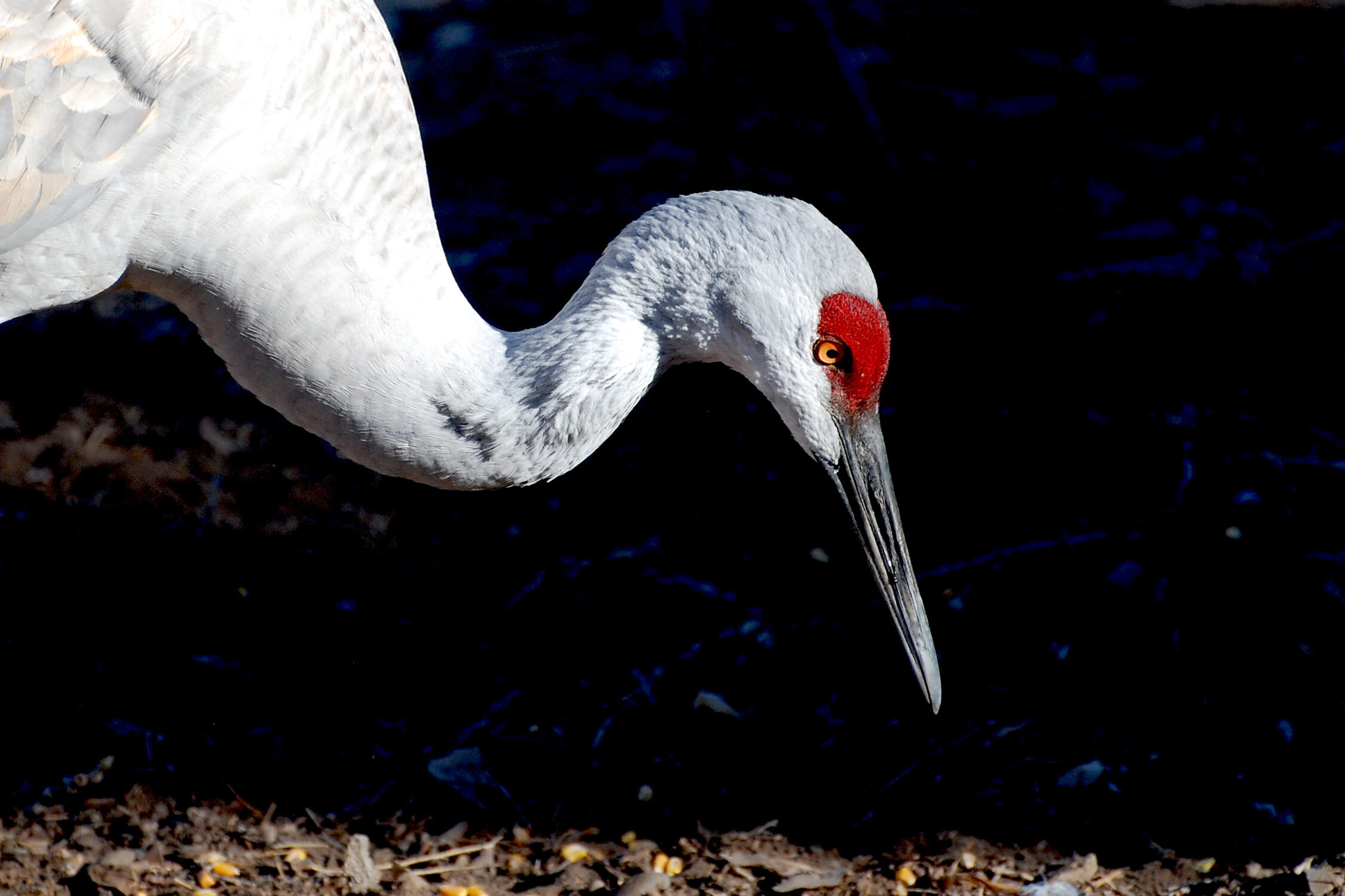 3017 CALLE DEL BOSQUE NW