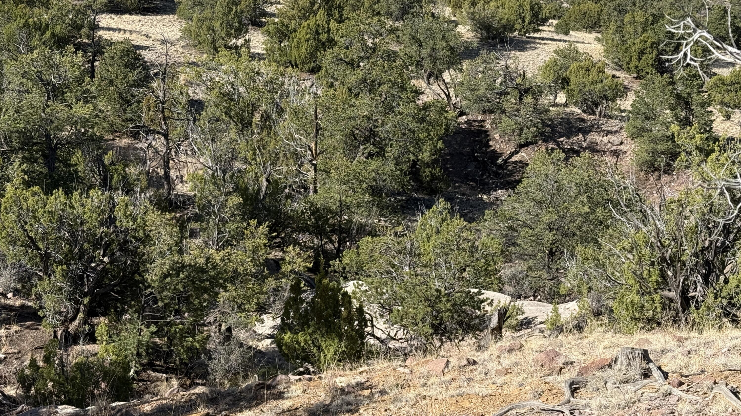 Lot 21 Pinon Springs Ranch