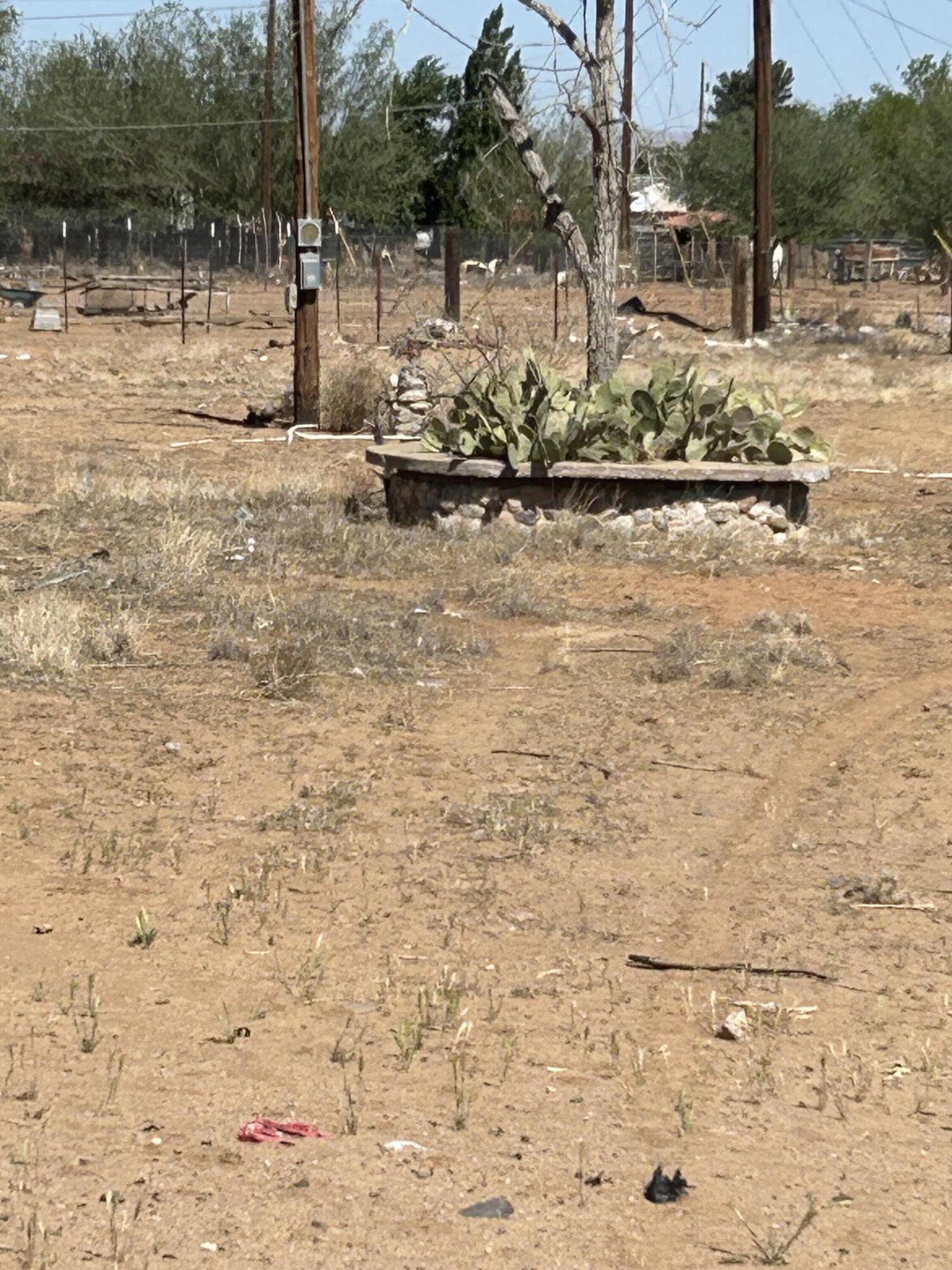 29 BONITA Loop