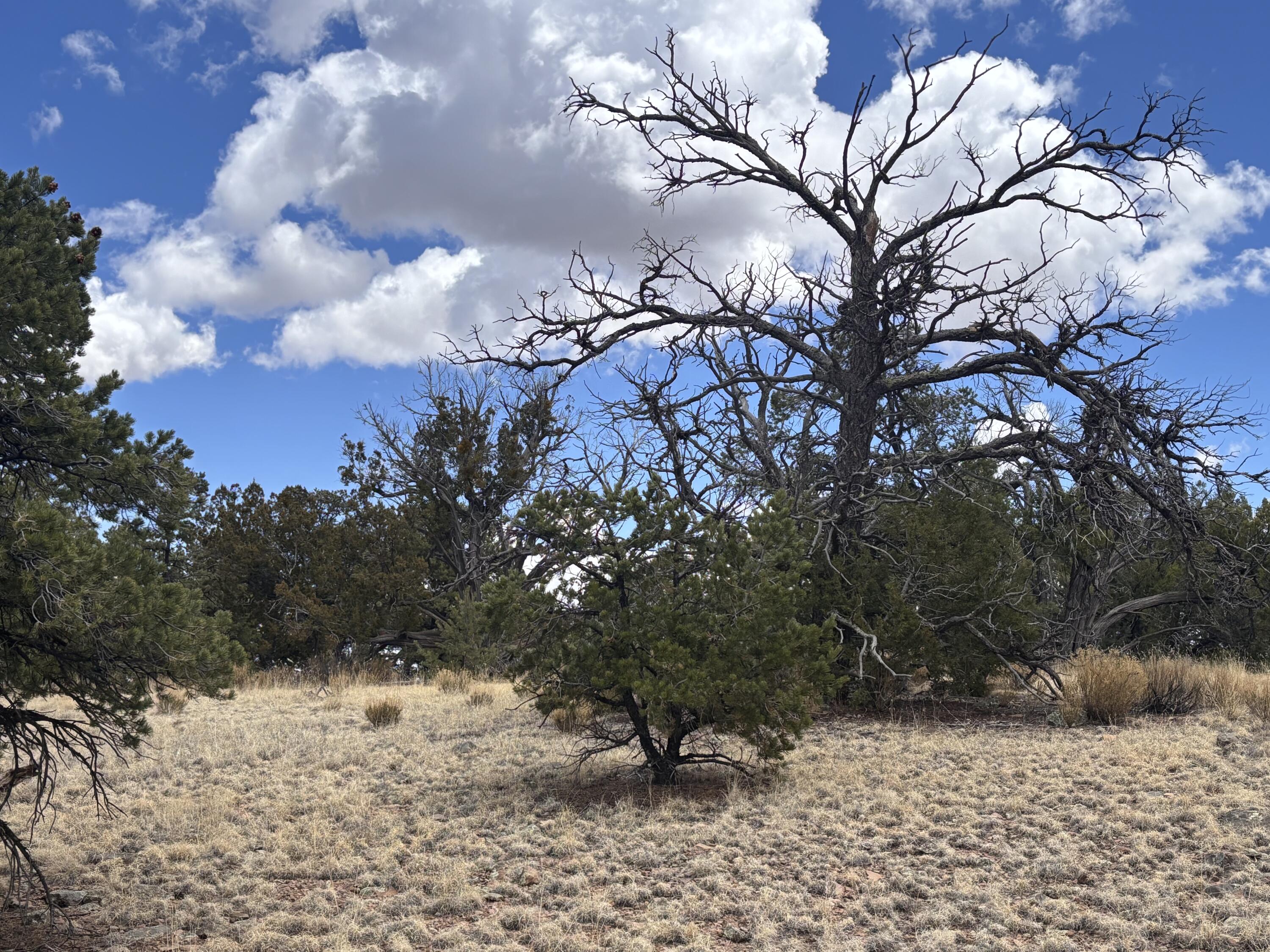 43 Carson Drive Last Frontier