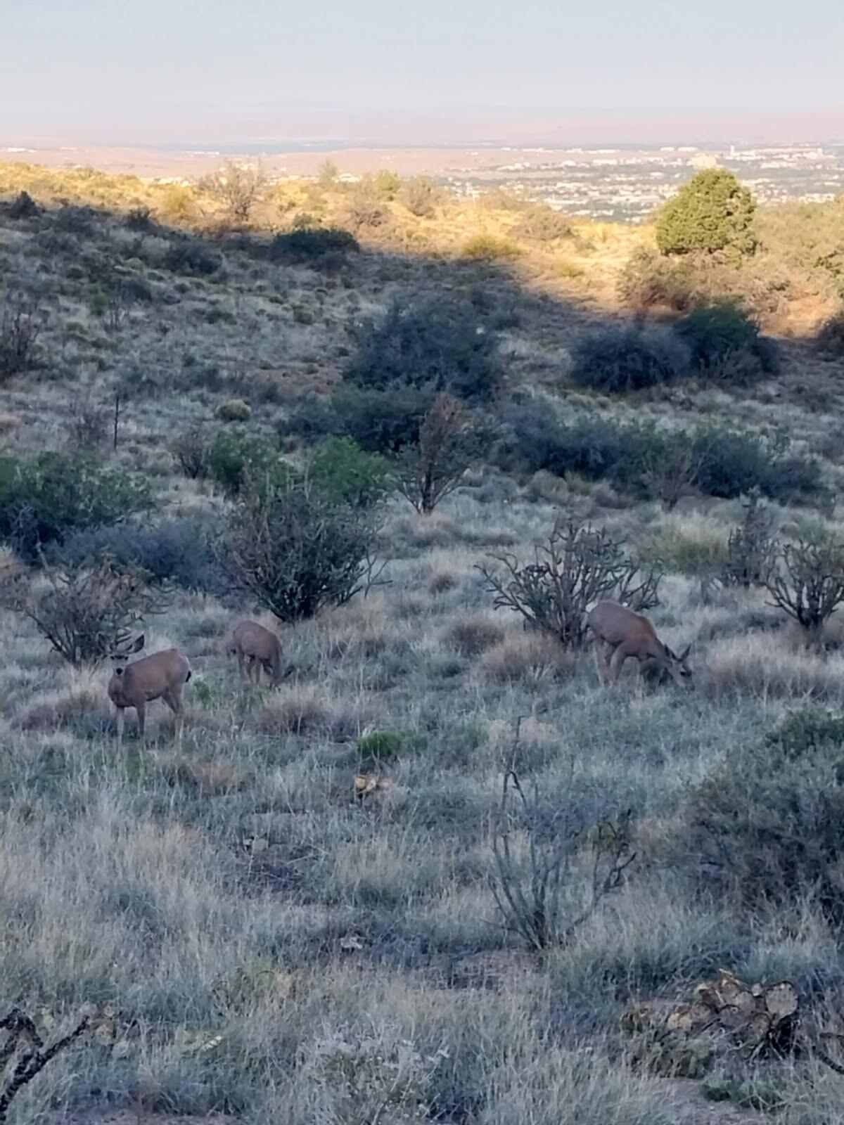 715 PARKSIDE Drive NE