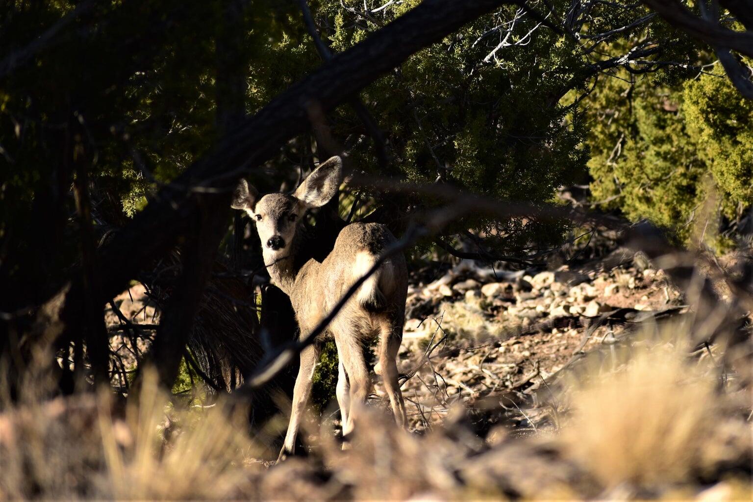 37 CHATO Trail