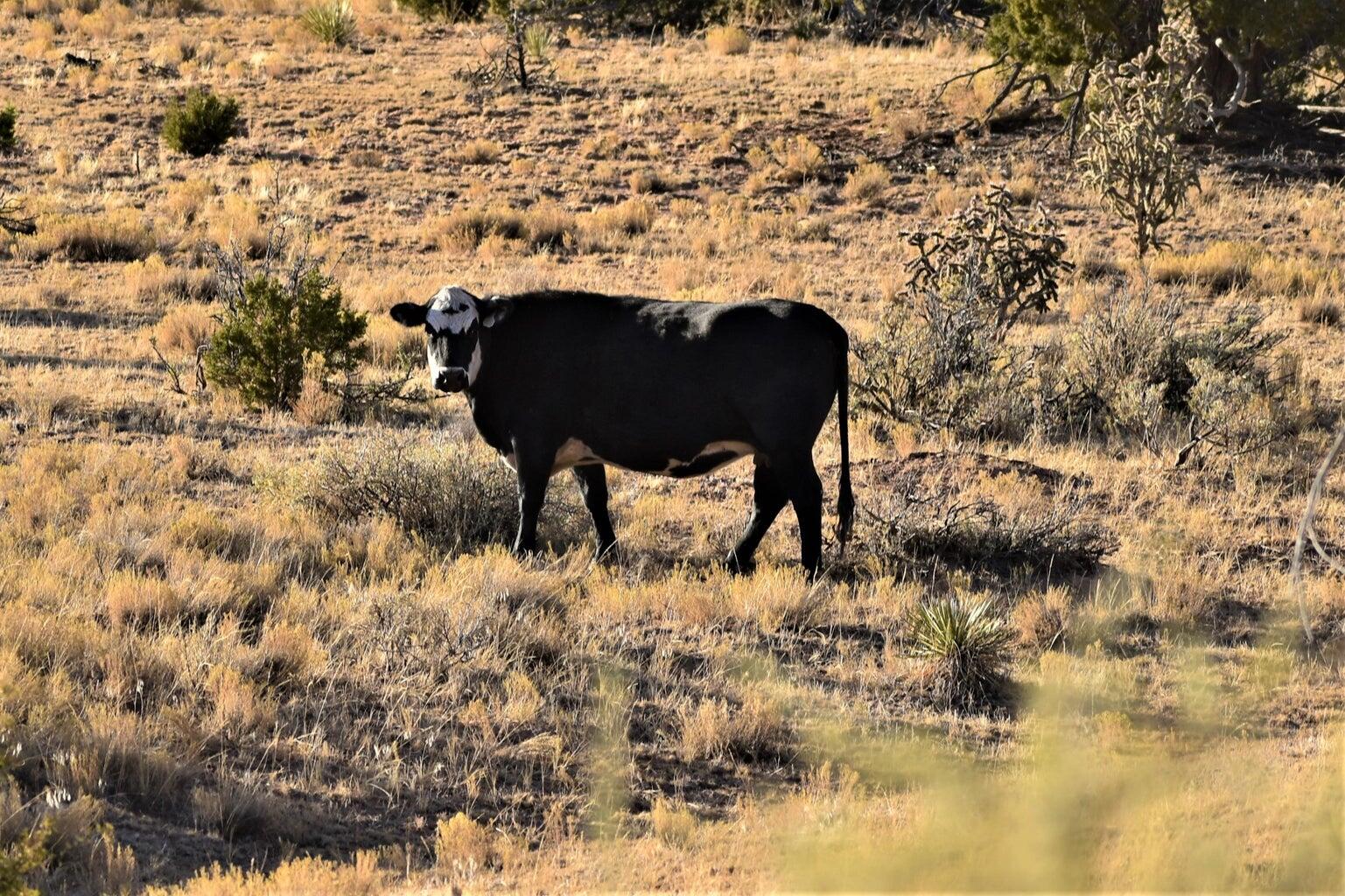 37 CHATO Trail