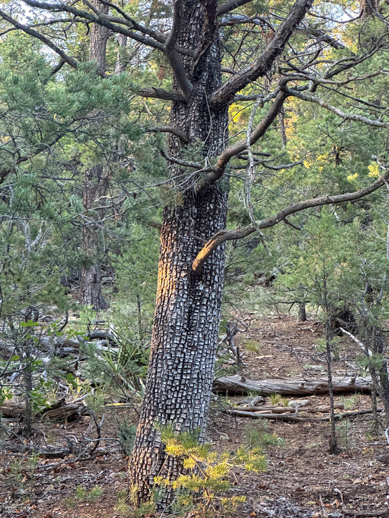 120 SKYLAND Boulevard