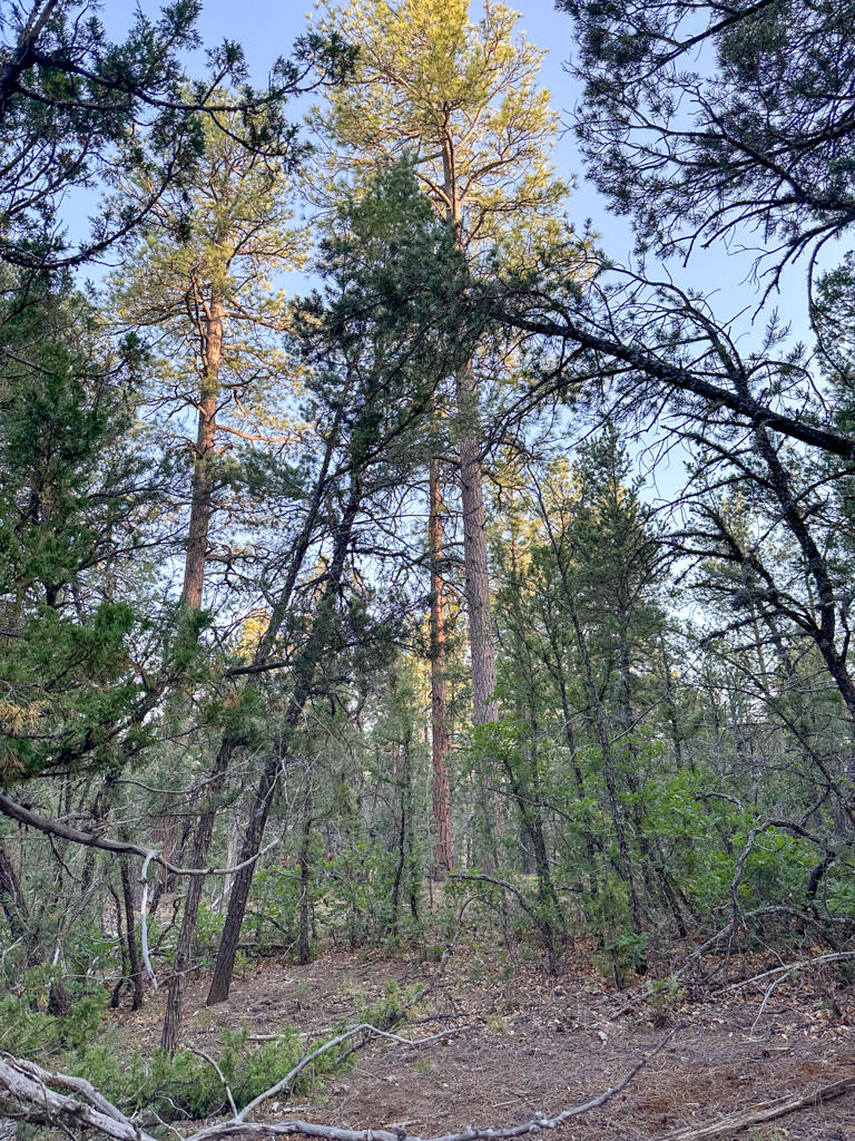 120 SKYLAND Boulevard