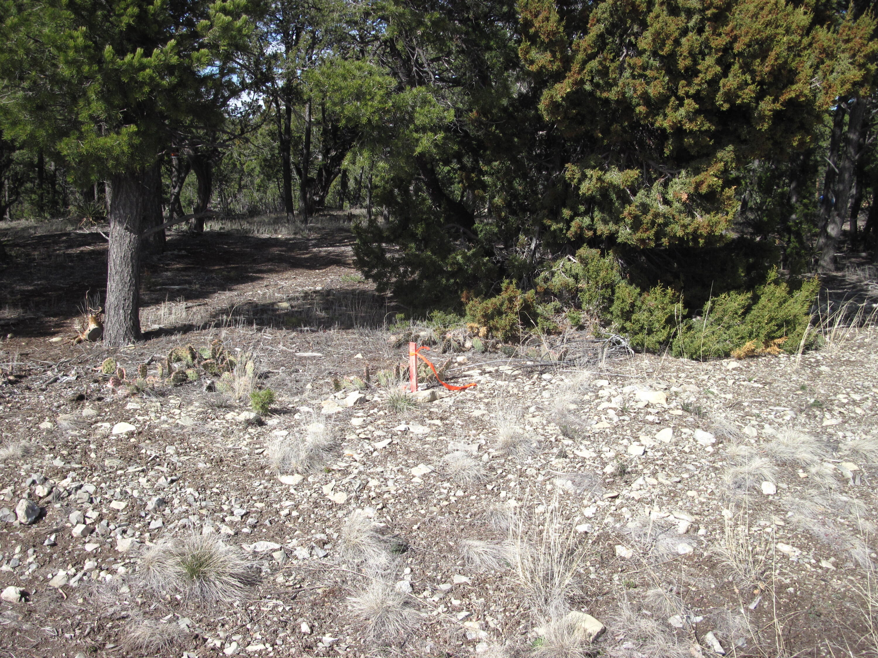 207 VIA SEDILLO Road