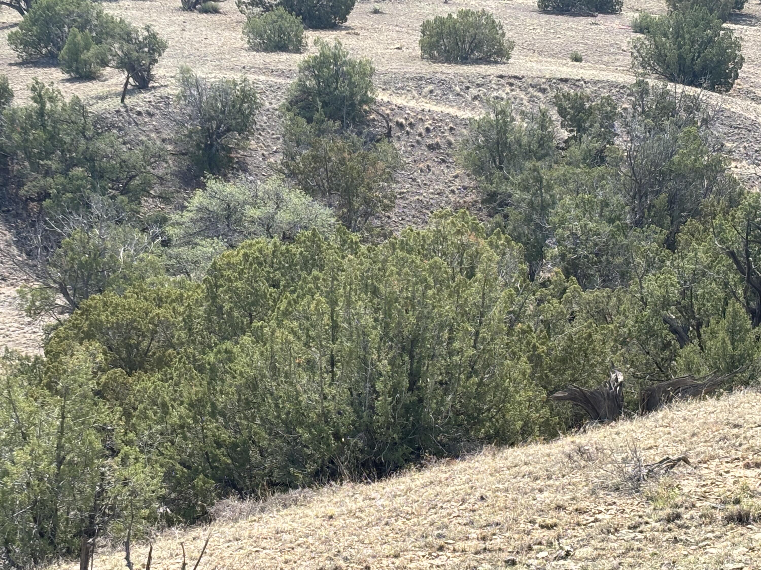 Lots 63&64 Abbe Springs Ranch