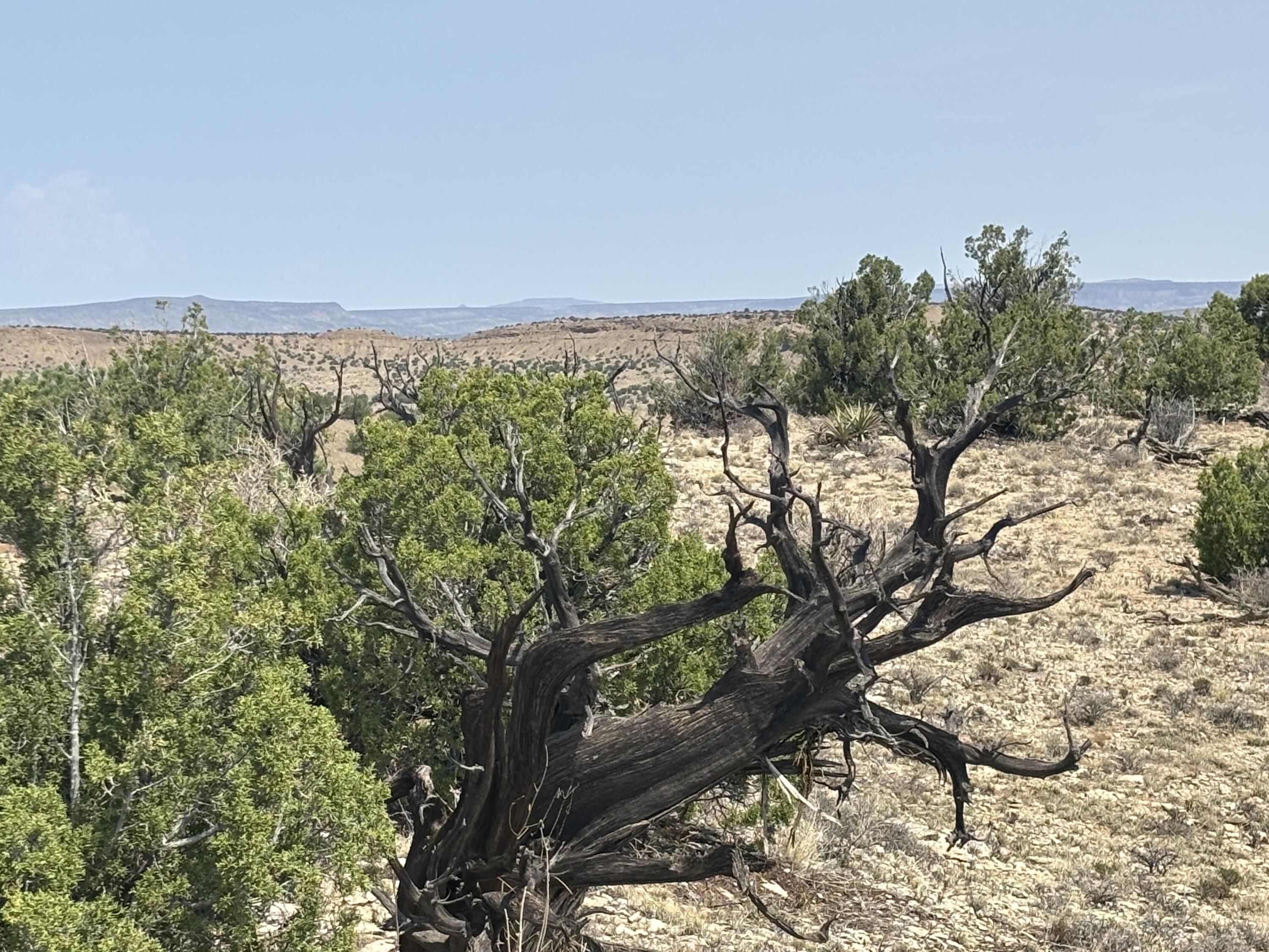 Lots 63&64 Abbe Springs Ranch