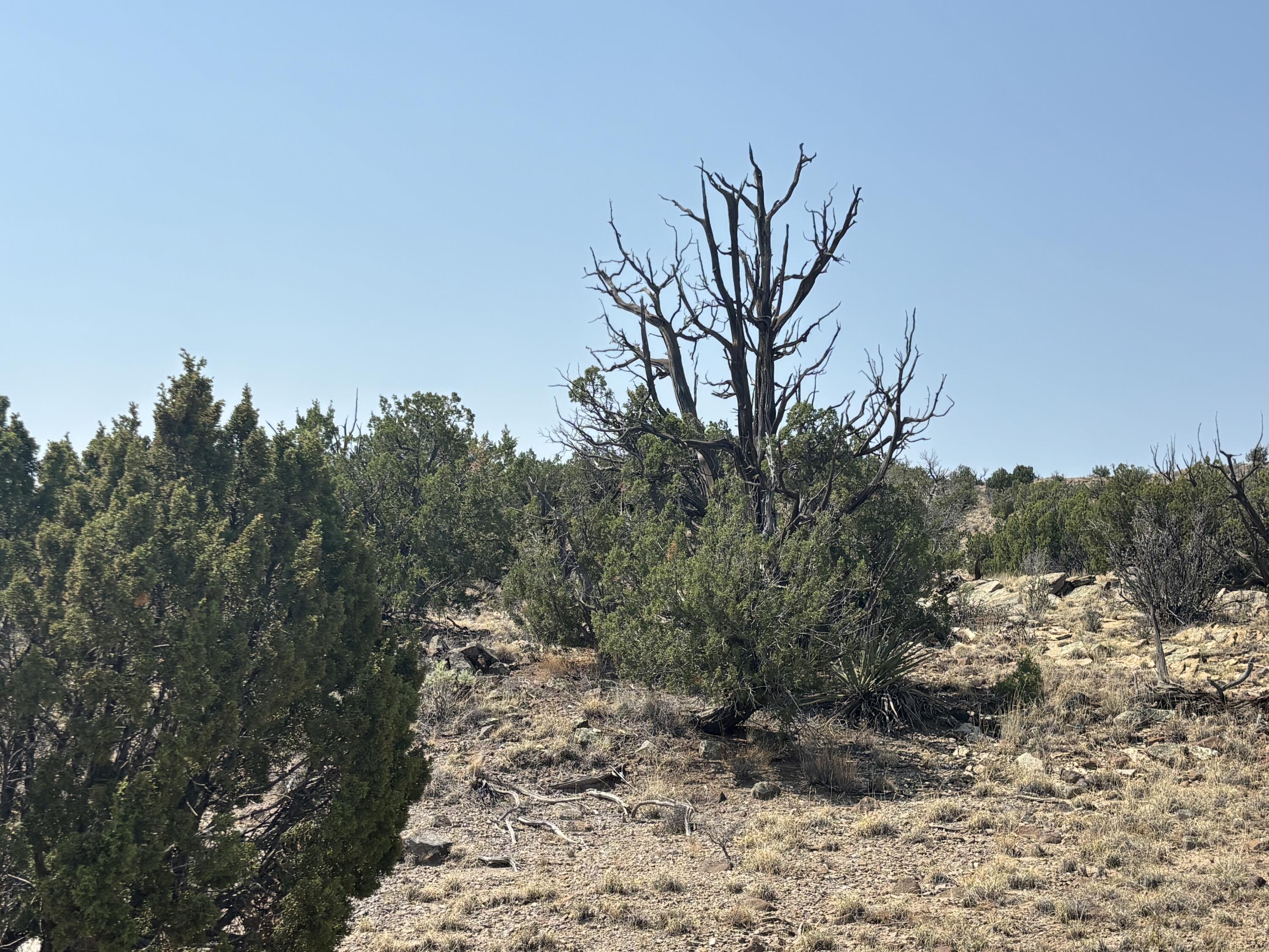 Lots 63&64 Abbe Springs Ranch