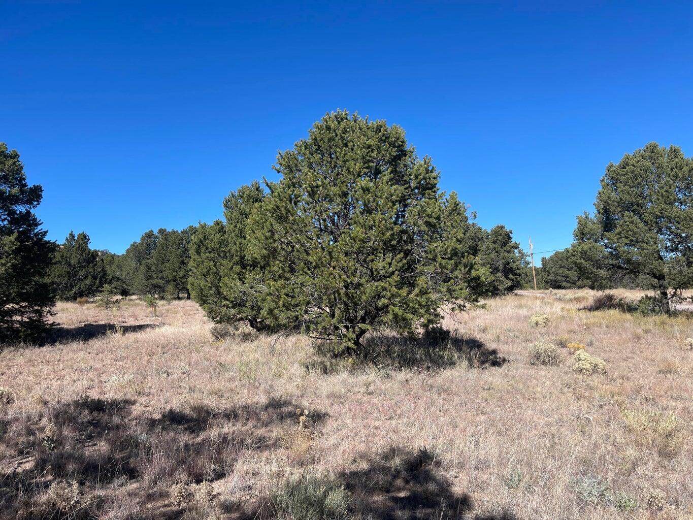 111 HOMESTEAD Trail