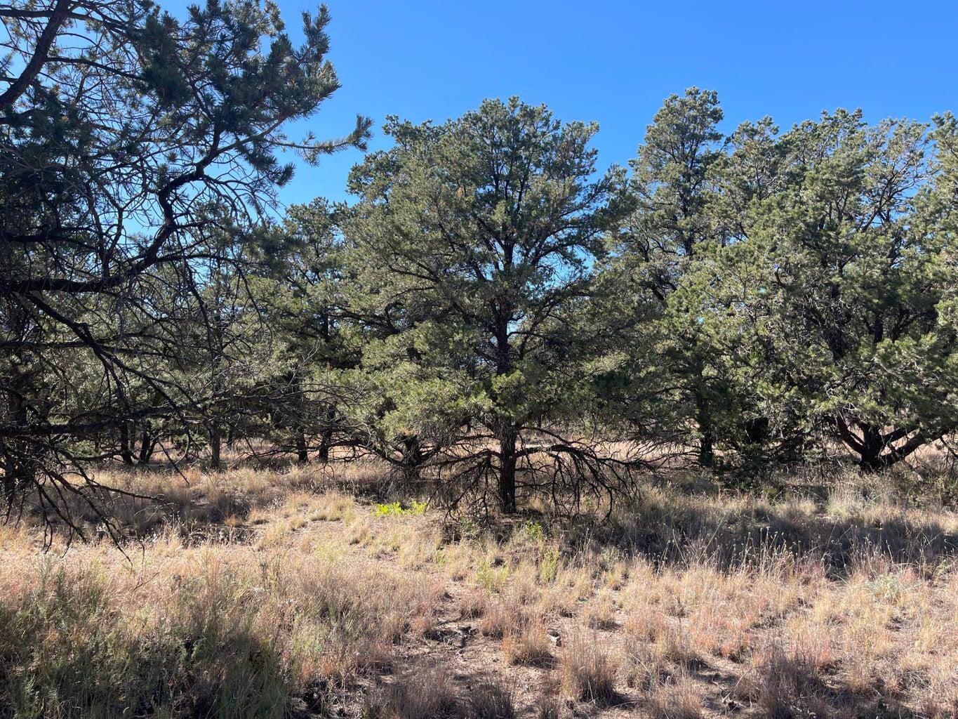 111 HOMESTEAD Trail