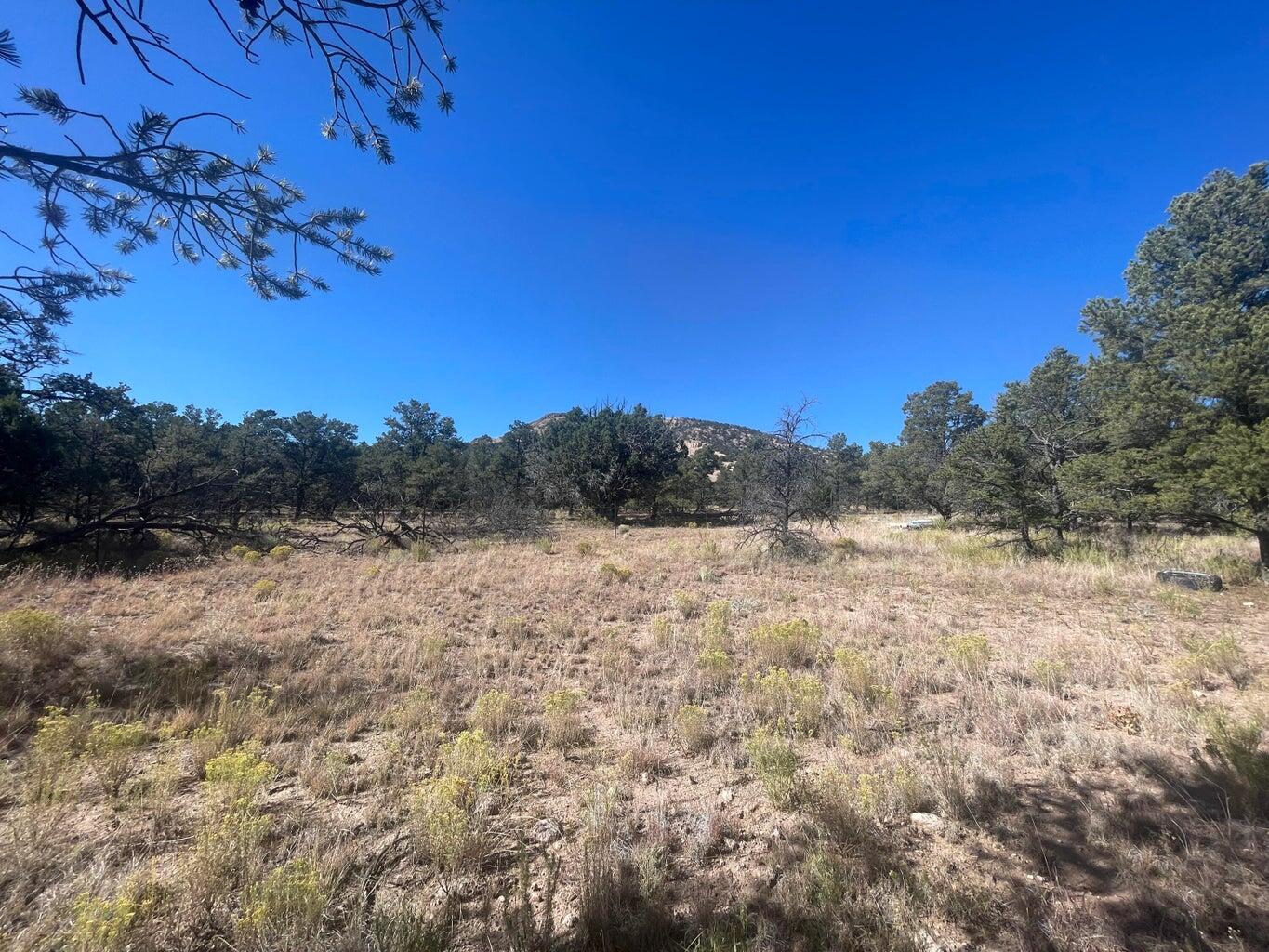 111 HOMESTEAD Trail