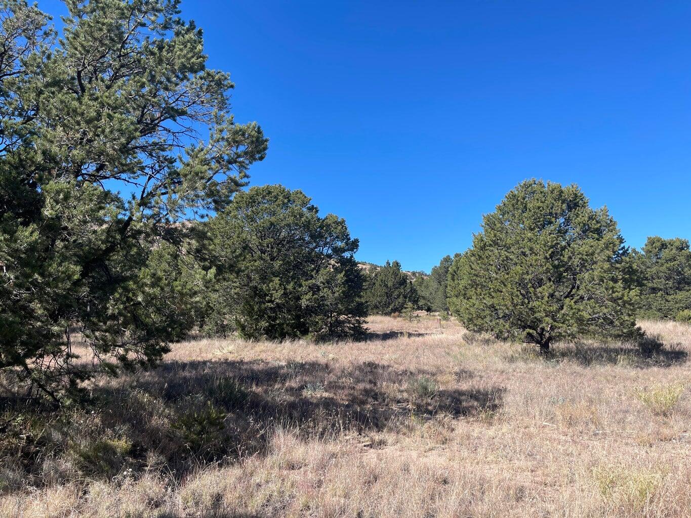 111 HOMESTEAD Trail