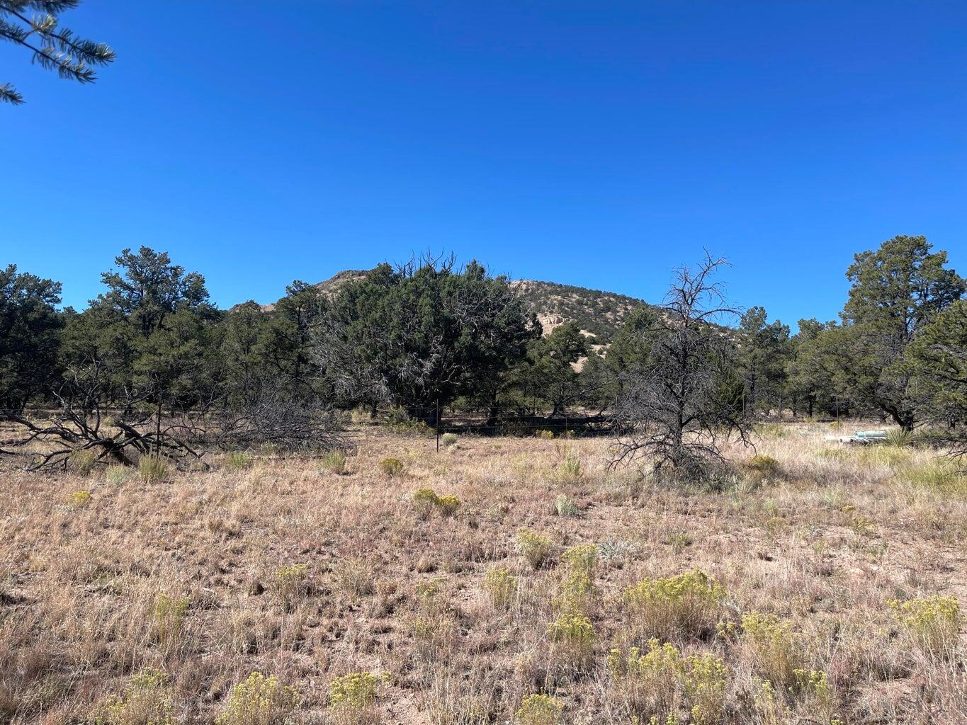 111 HOMESTEAD Trail