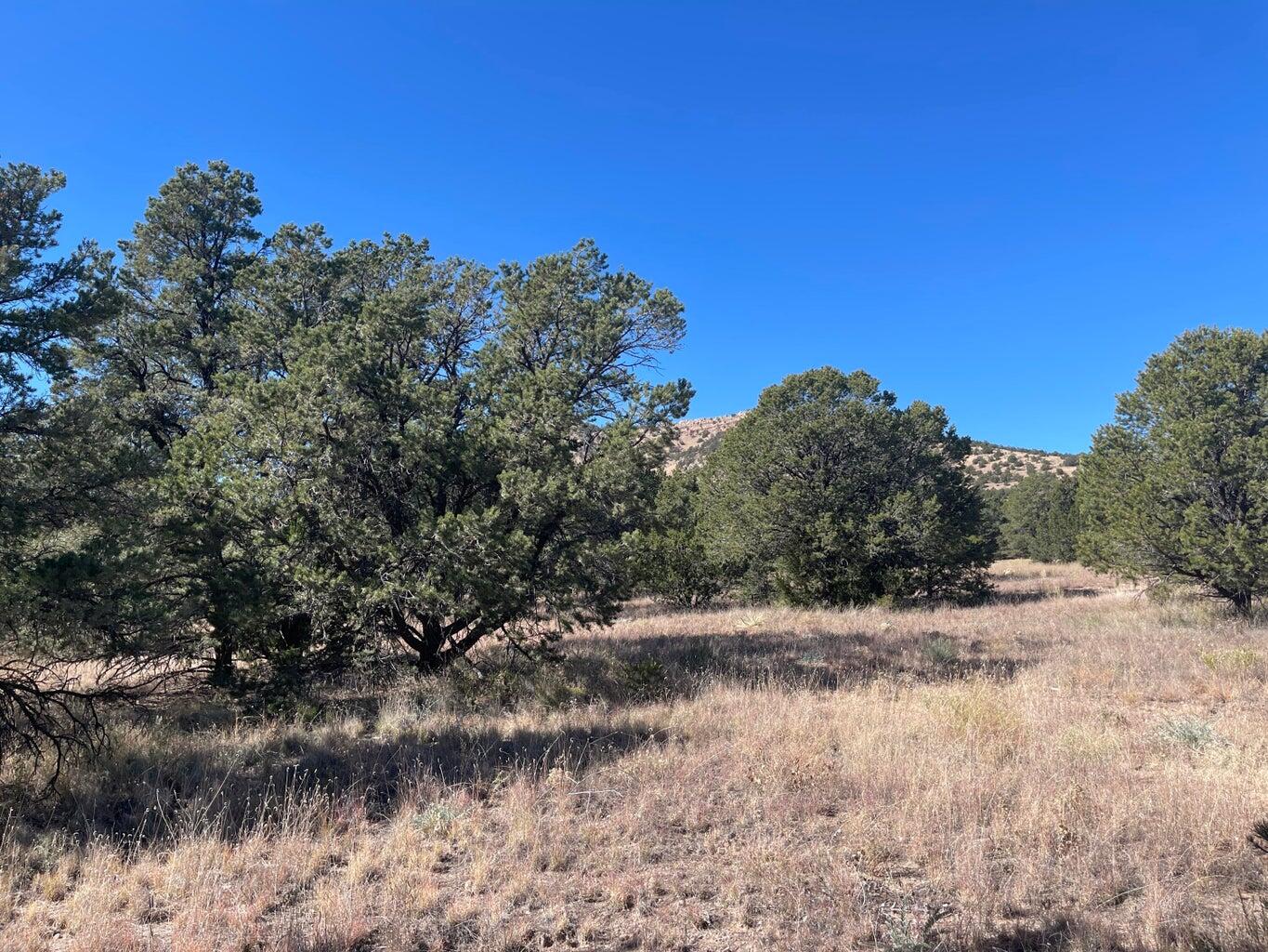 111 HOMESTEAD Trail