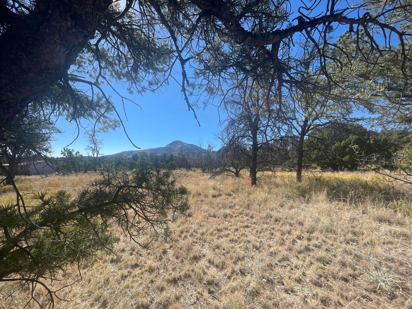 111 HOMESTEAD Trail