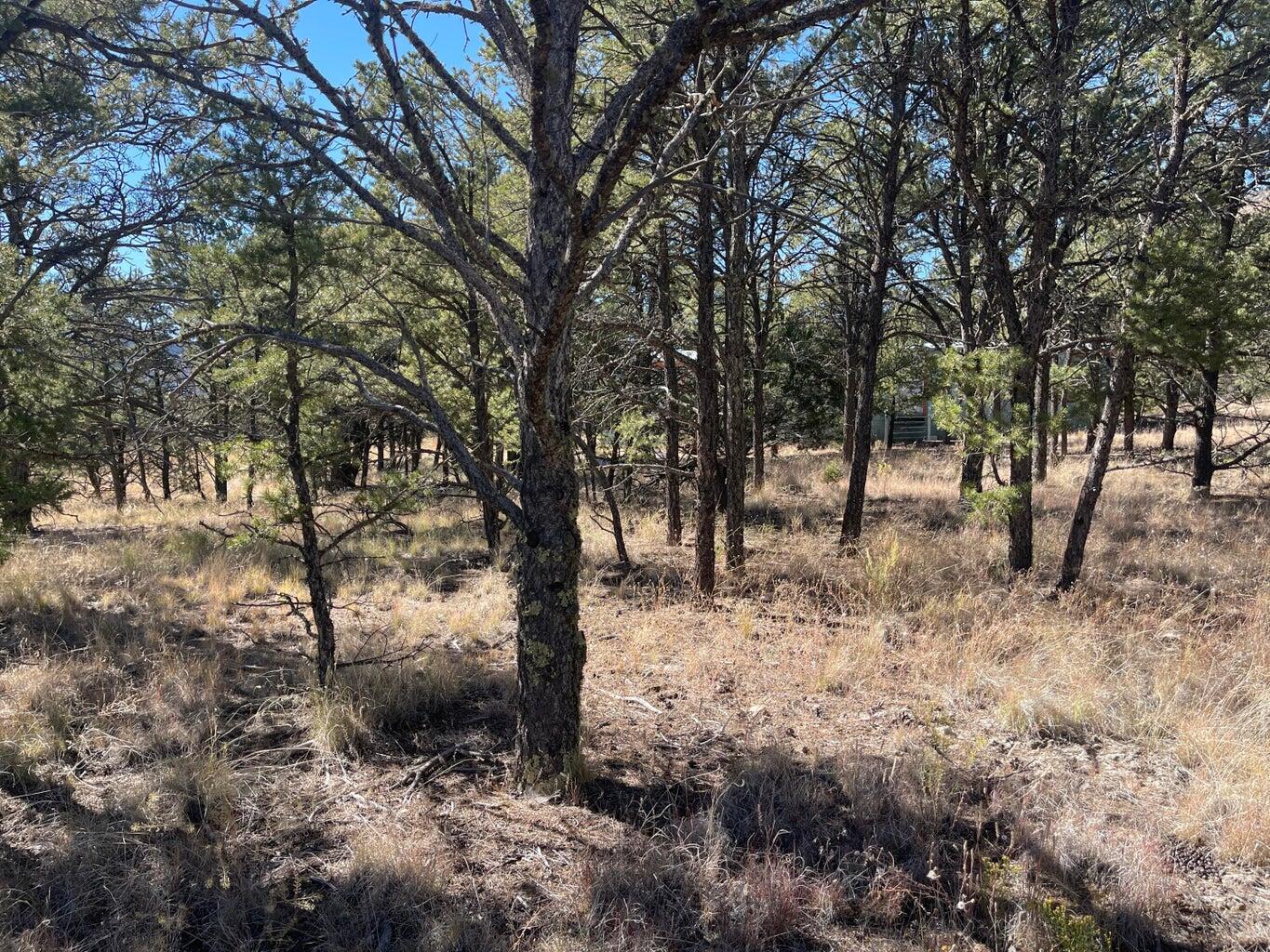 111 HOMESTEAD Trail