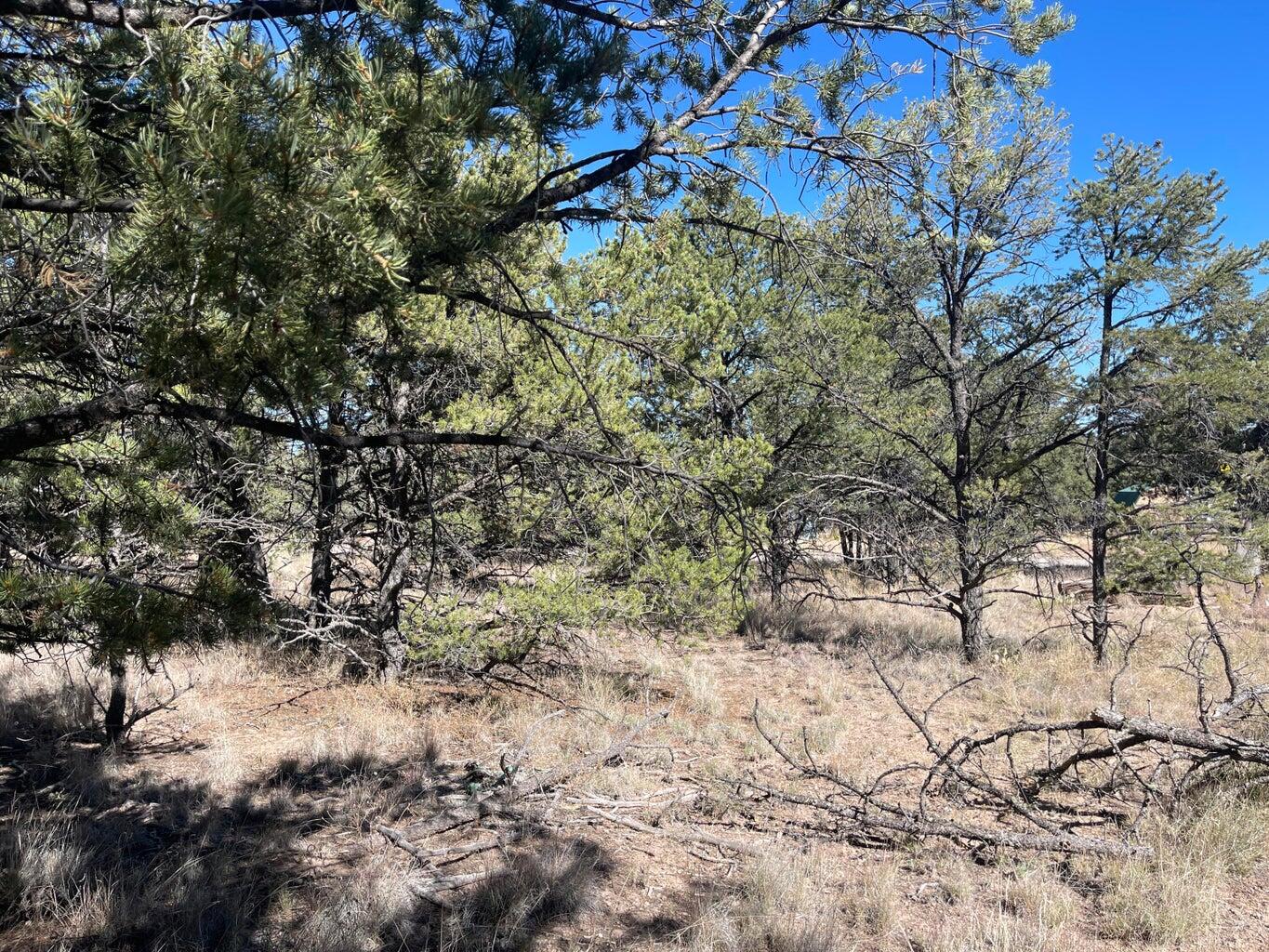 111 HOMESTEAD Trail